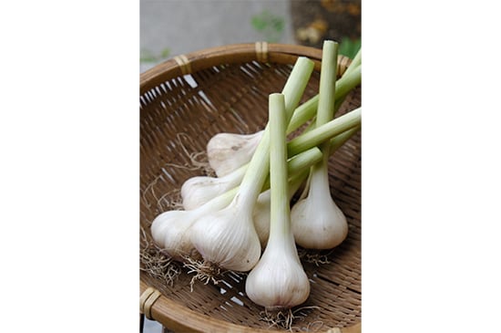 【生は今だけ】生にんにく・1個(6/12発送開始)