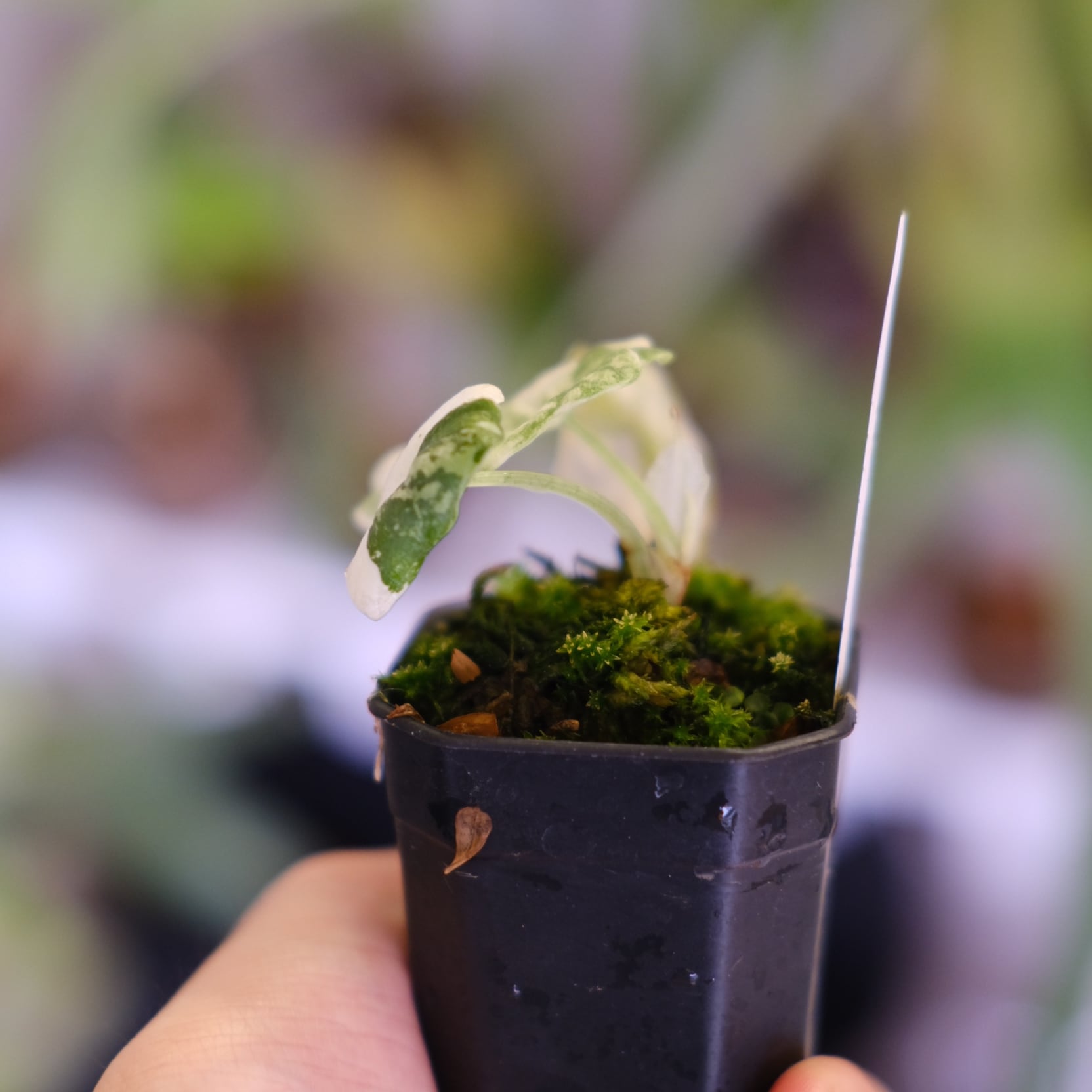 アロカシア メロ アルボ│Alocasia melo 'Albo' Var.②│観葉植物