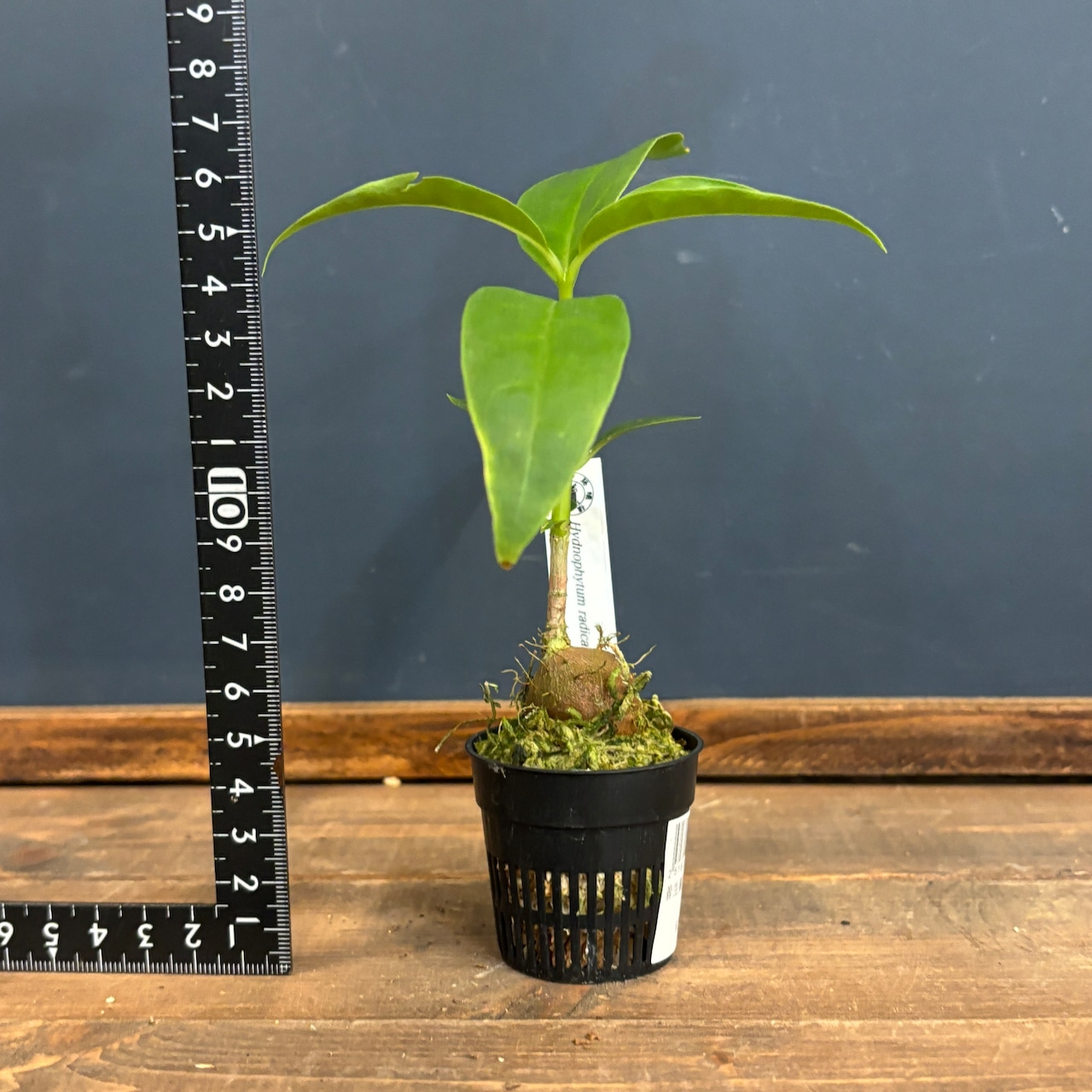 Hydnophytum radicans (simplex)【618】