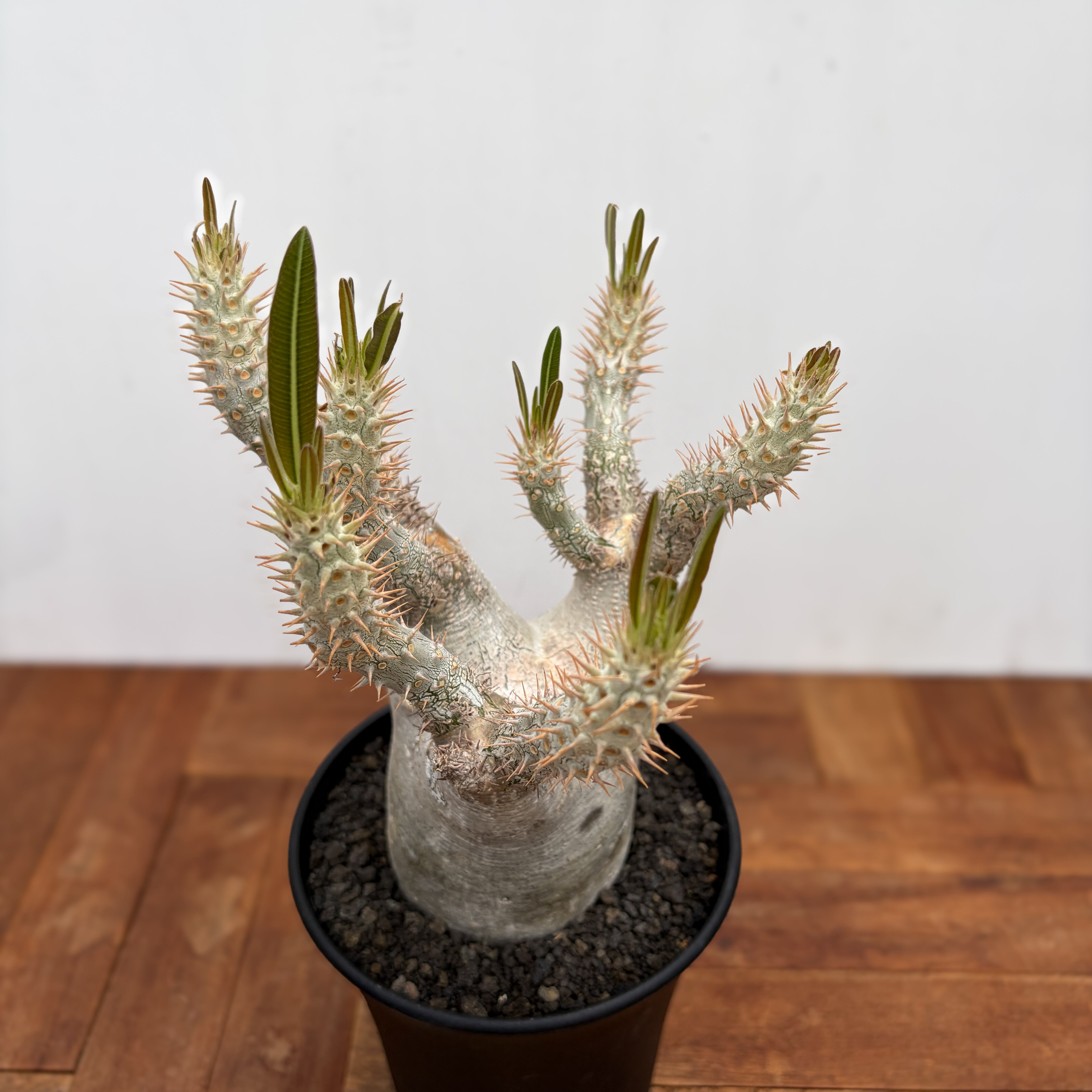 Pachypodium rosulatum var. inopinatum 【パキポディウム