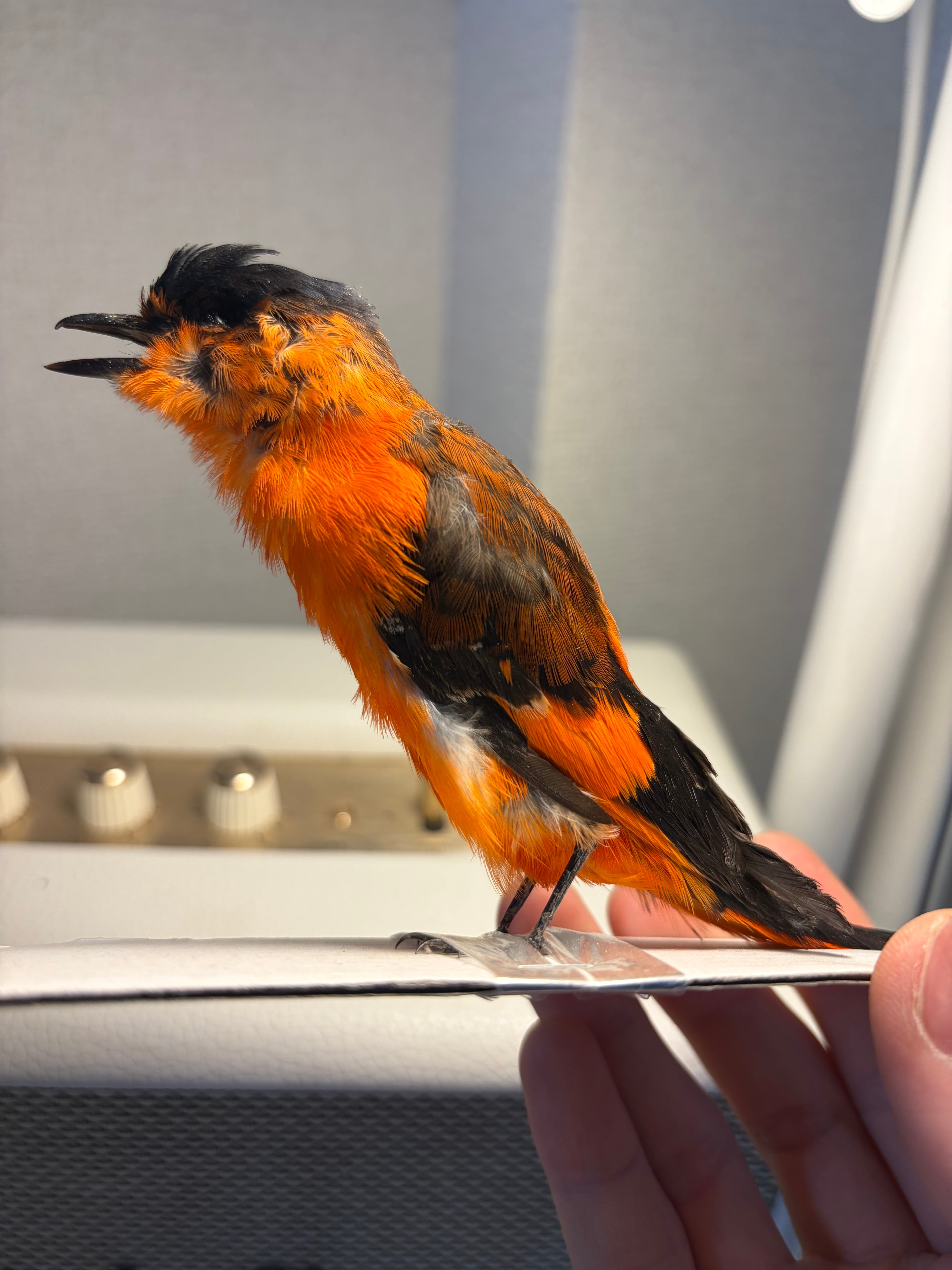 鳥剥製】ヒメコノハドリ Common Iora 鳥 木彫り 野鳥 置物 インテリア