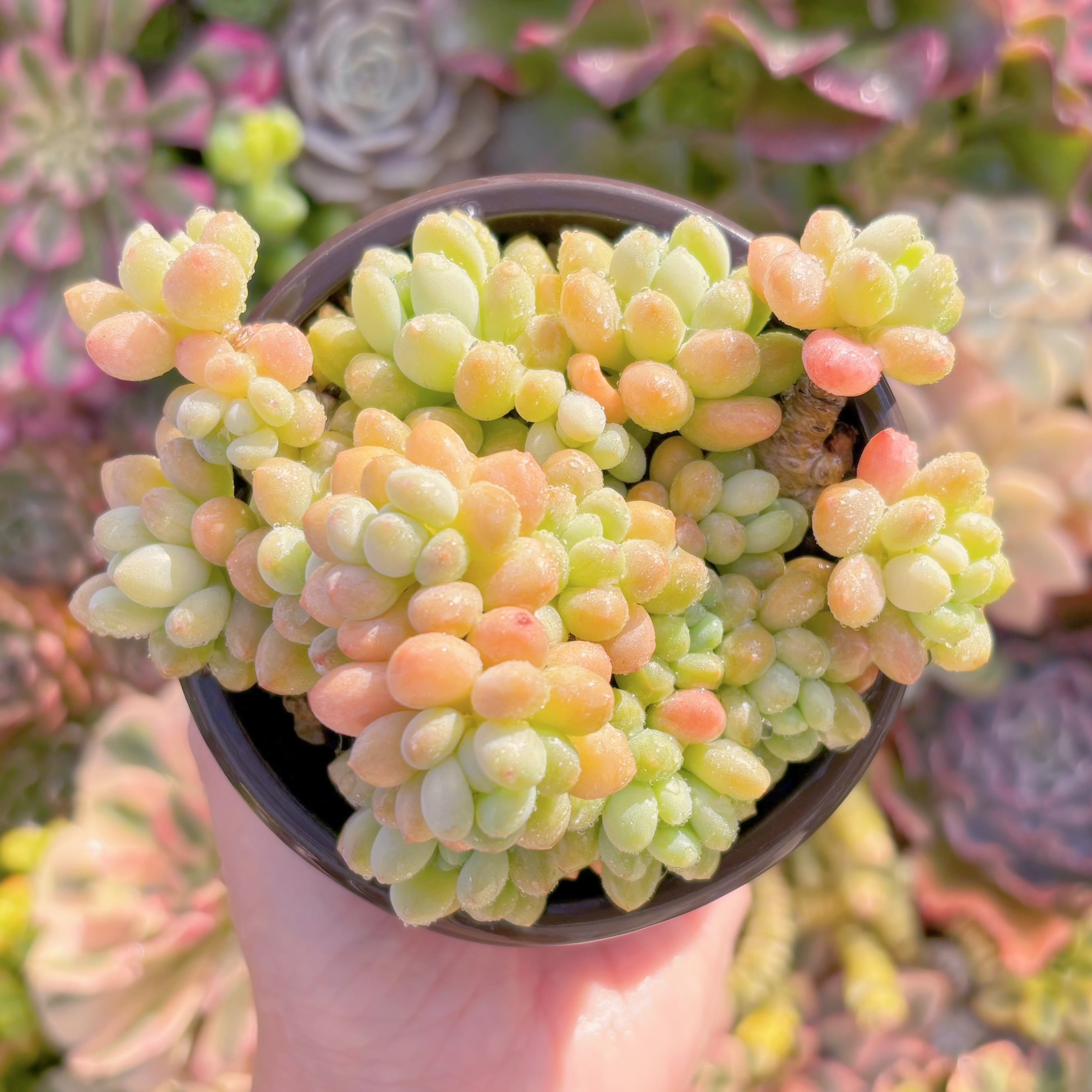 現品　ロココ#2184　群生　古株　るる農園