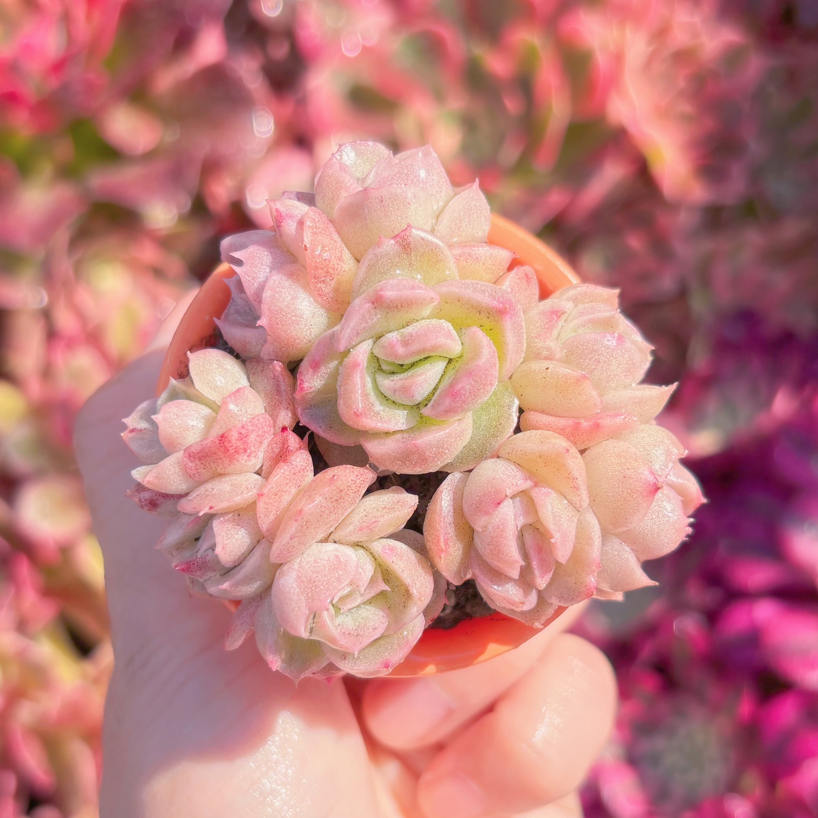 多肉植物　白桃姫　新入荷　るる農園