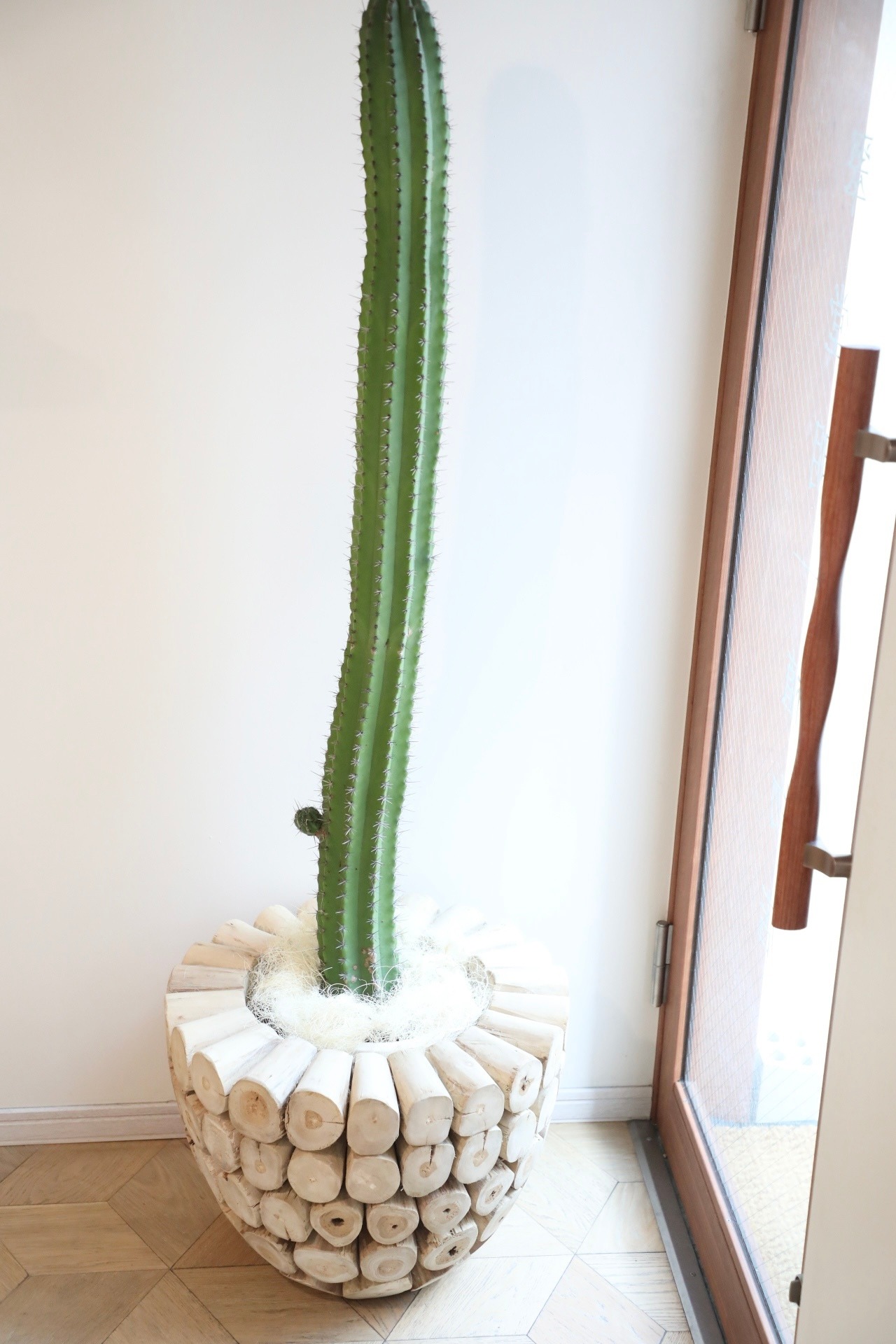 【渋谷区周辺エリア/配送料無料】【L】【160cm】ポラスキア 雷神閣/Polaskia chichipe ※ウッド鉢カバー付き