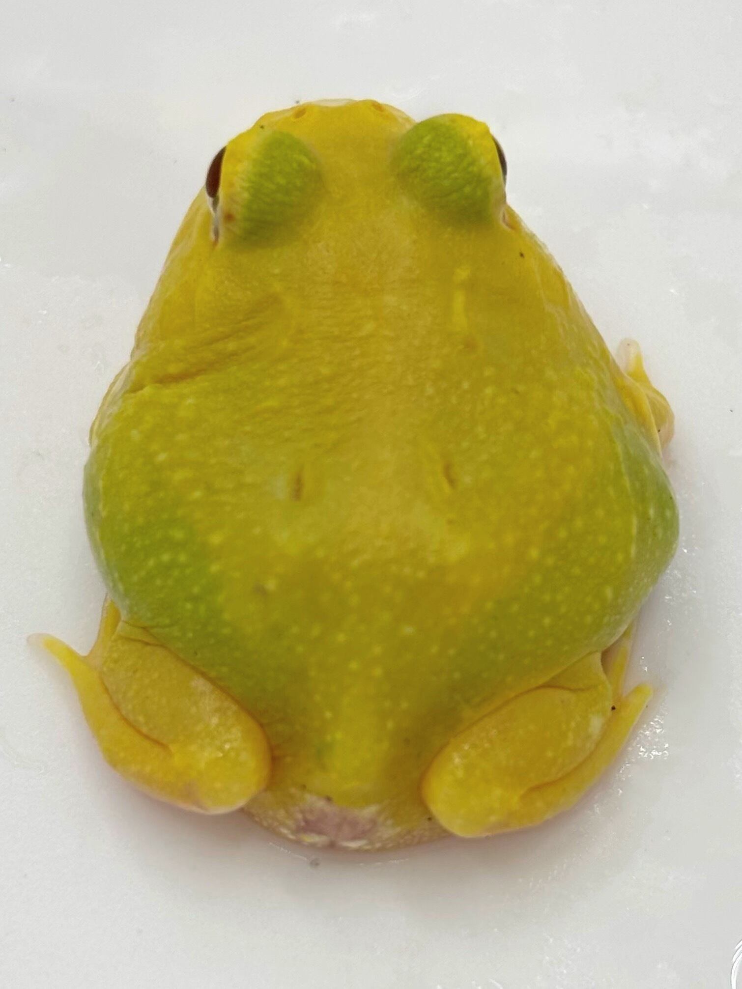 送料無料:クランウェルツノガエル(ピカチュウ)5cm※説明欄必読 ④クランウェルツノガエル 