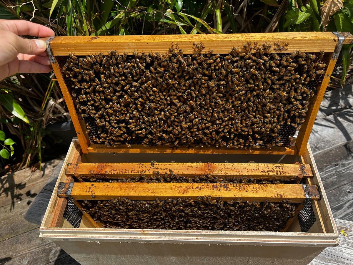 受粉・交配用ミツバチ 3枚群有王 | 新垣養蜂園