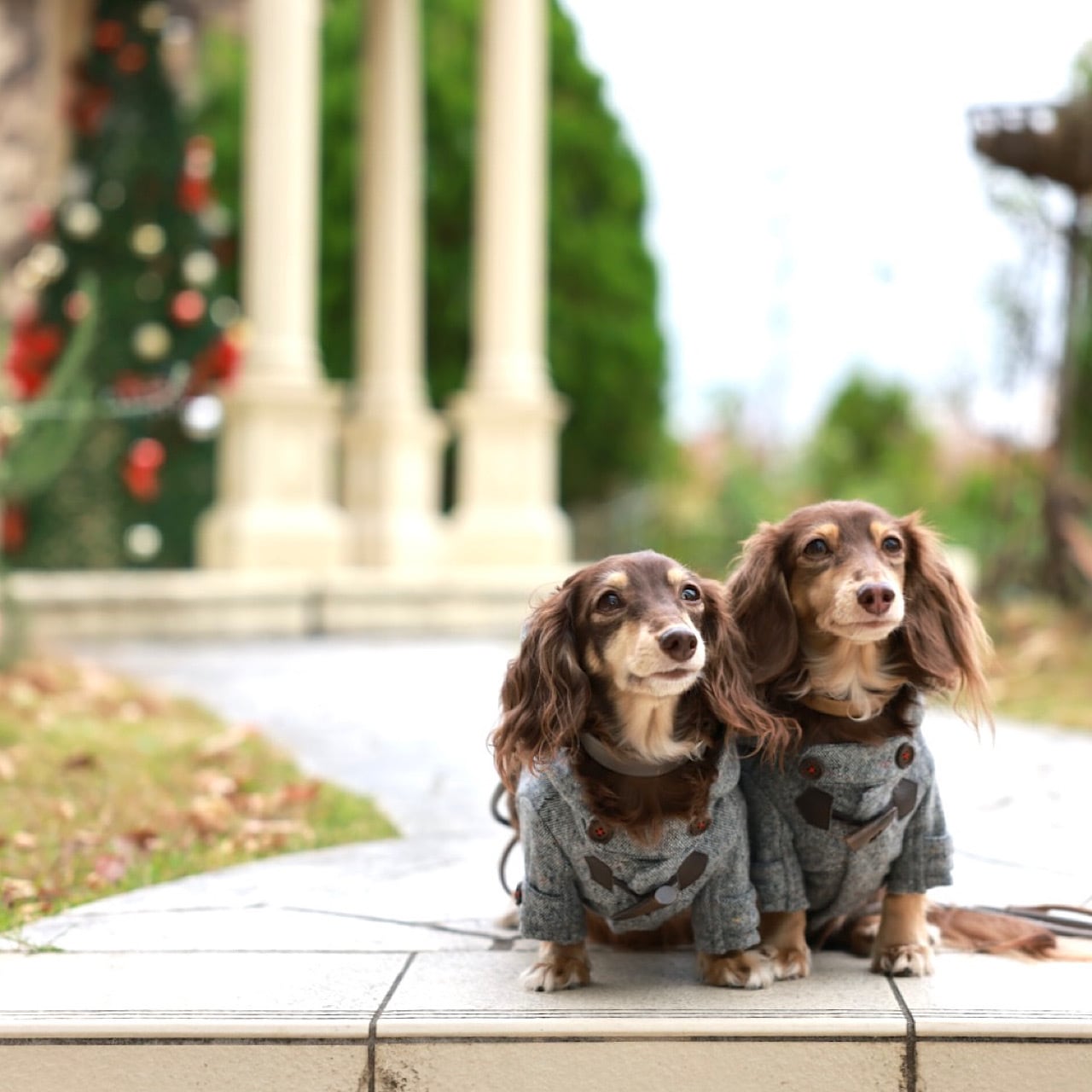 ダッフルコート | カニンヘンダックスとミニチュアダックス専門のお