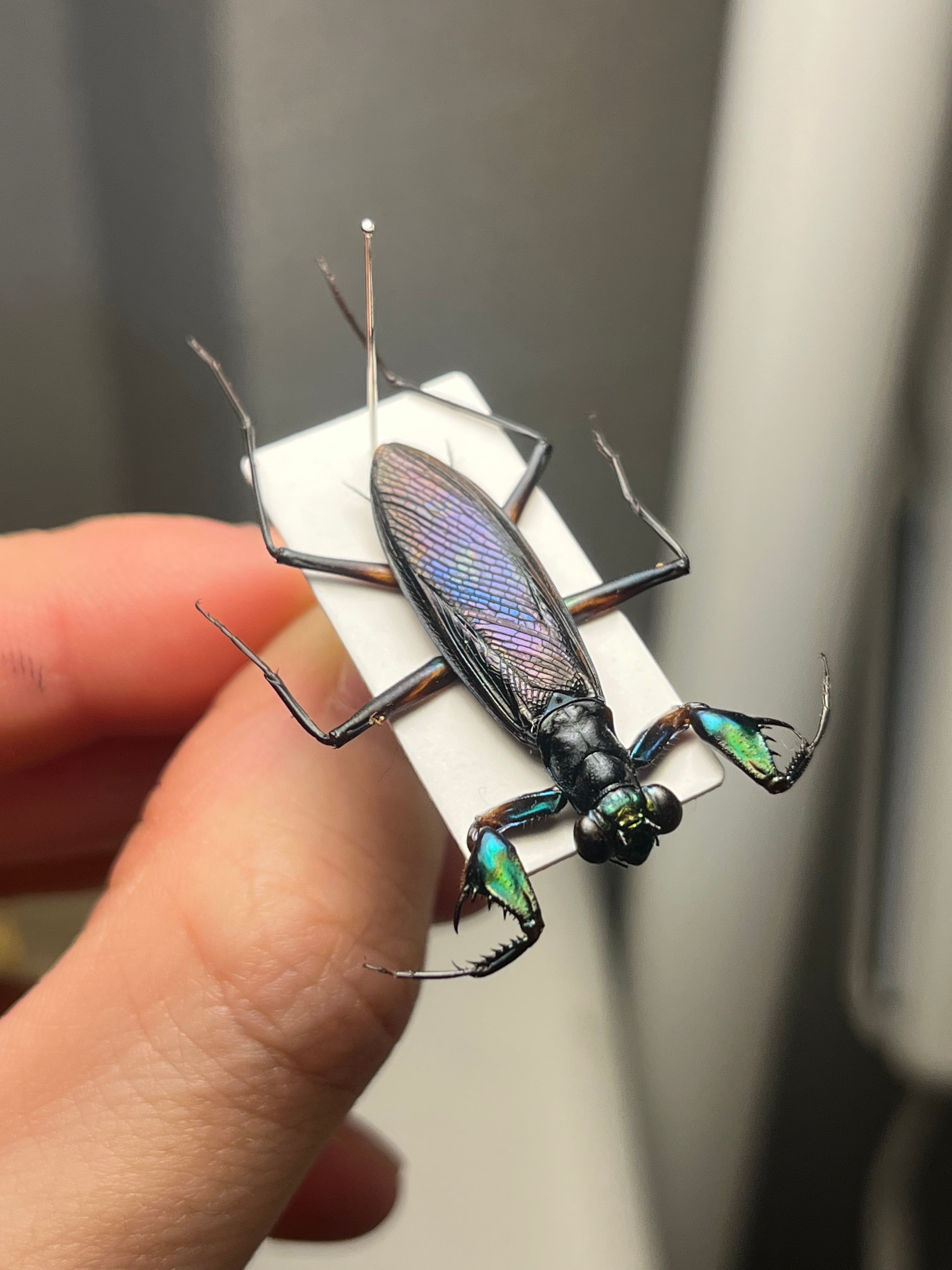 【完品標本】ケンランカマキリ スパイダーマンティスレッドローチショウジョウバエ 標本】ケンランカマキリ スパイダーマンティスレッドローチ