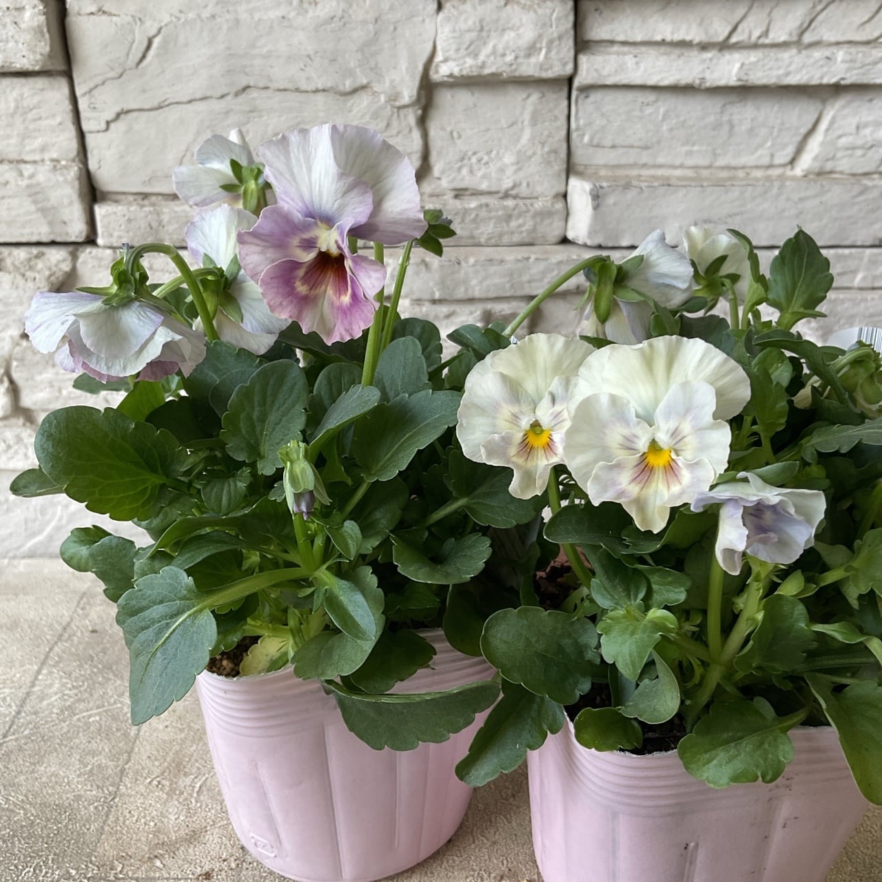 花日和オリジナル フリル咲き小輪パンジー ペルクレア 3.5寸ポット