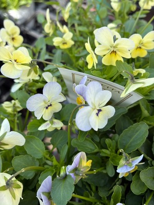 【K 様 専用】花苗