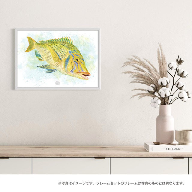 【海のいきものアートポスター／魚】タマン