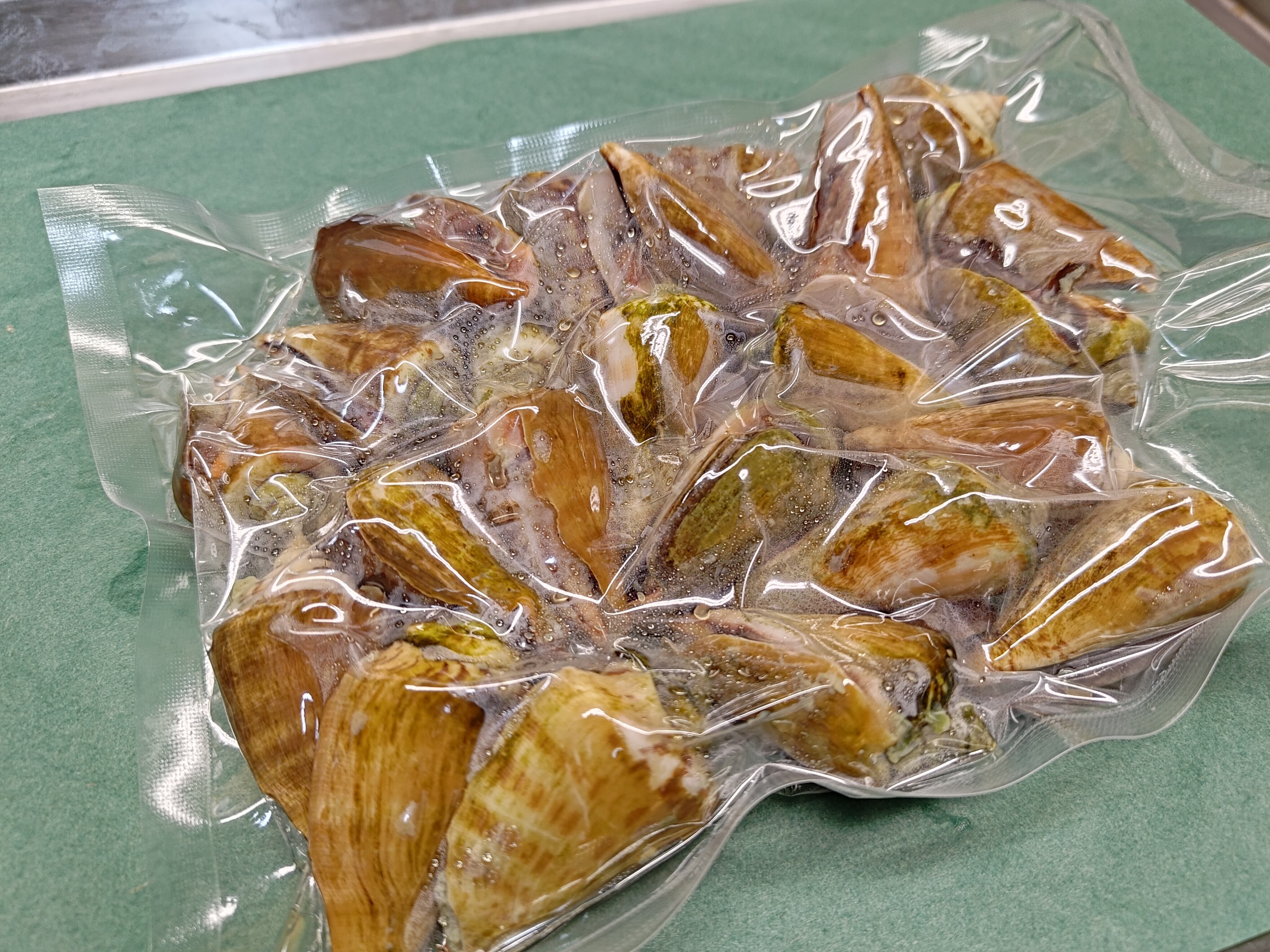 謹製】チャンバラ貝/マガキガイ/特大サイズ/酒茹で/500g【冷凍