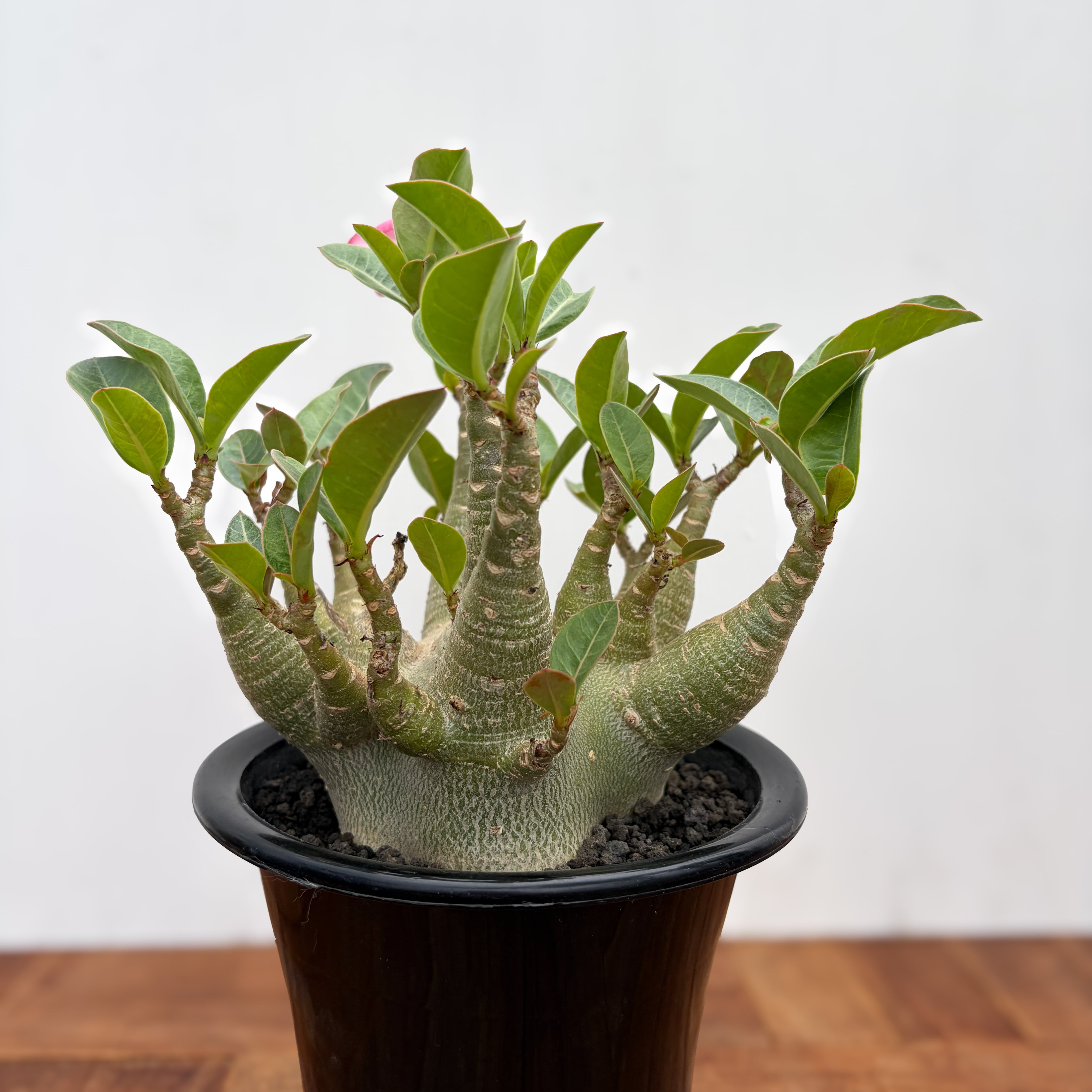 Adenium arabicum 