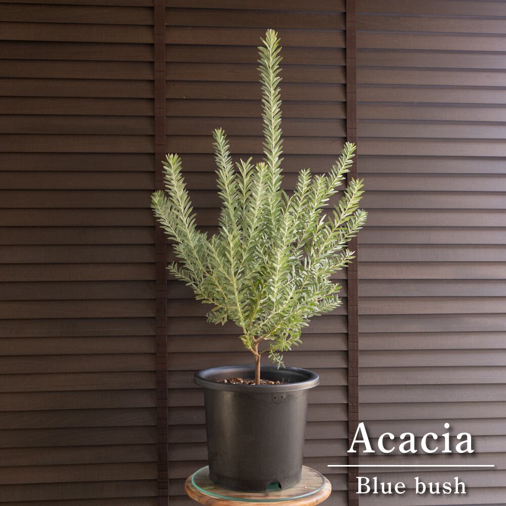 アカシア ブルーブッシュ 8号 Acacia Blue bush オージープランツ 庭木 植木 1015BK