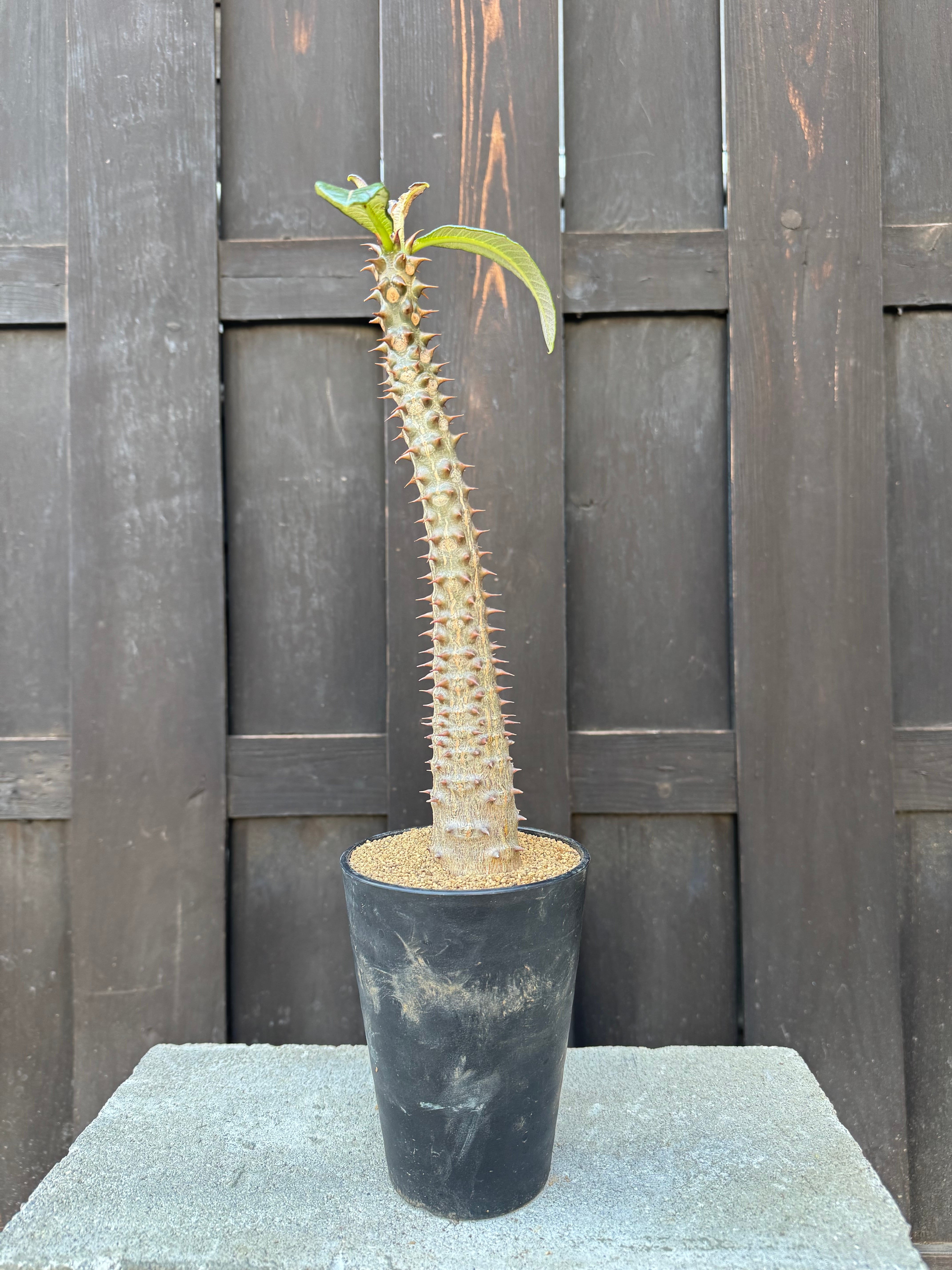 新着・極上逸品】Pachypodium baronii【国内実生】パキポディウム