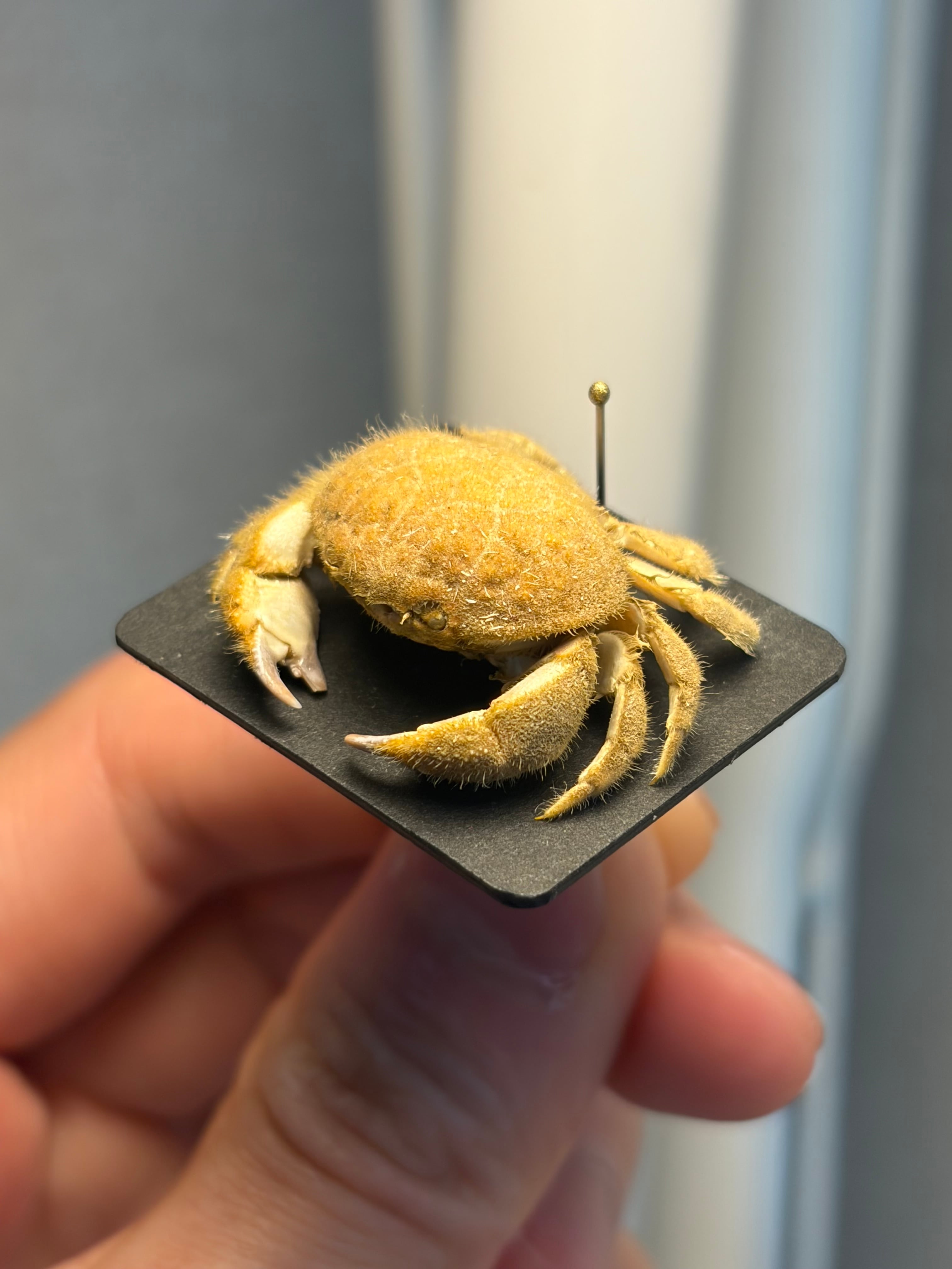 蟹標本】マルタマオウギガニの乾燥標本Calvactaea tumida エビ シャコ