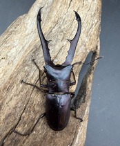 《メタリフェルホソアカ亜種フィナエ パープル系 66.5mm ペア》