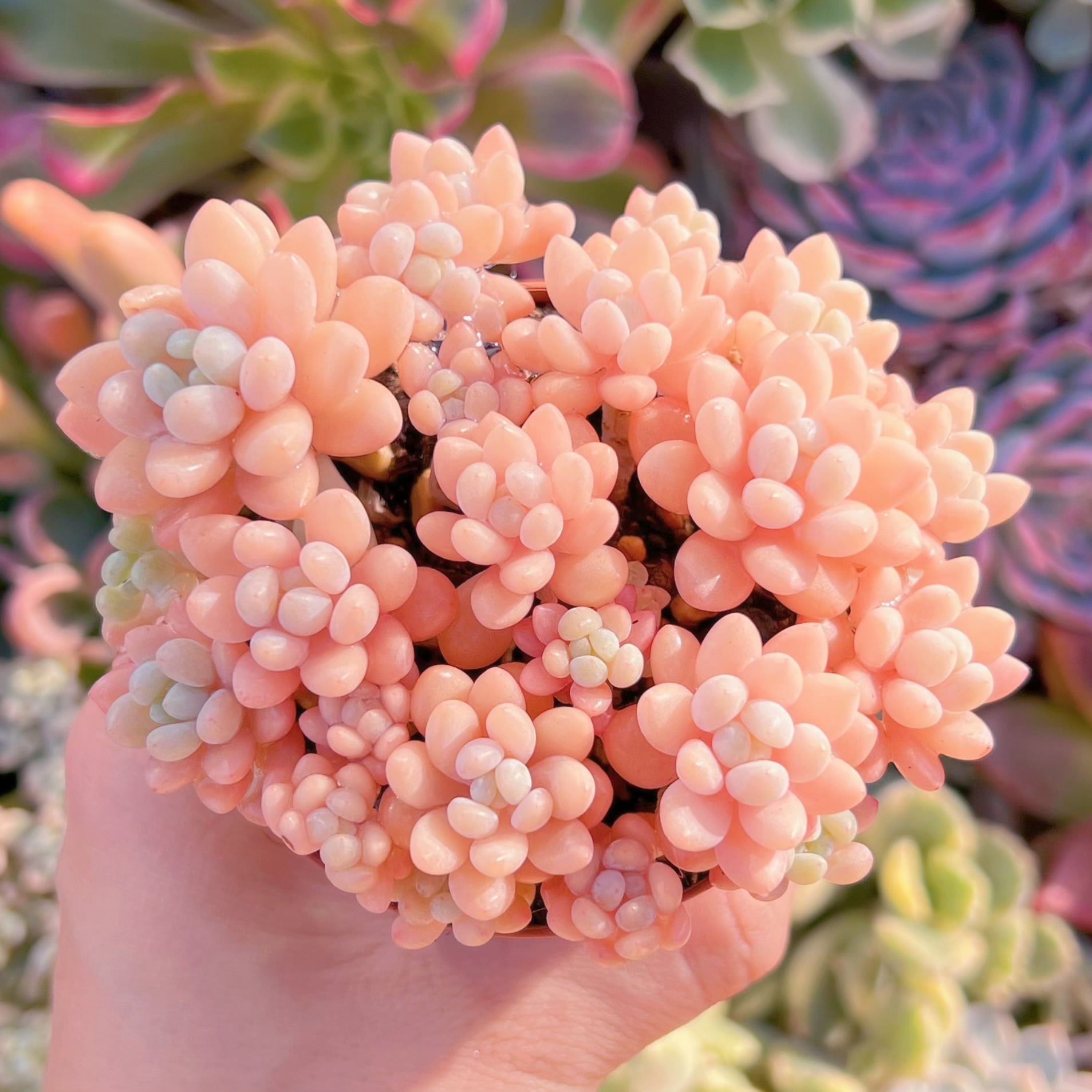 多肉植物 パールミルク 群生 るる農園 | るる農園~多肉植物専門
