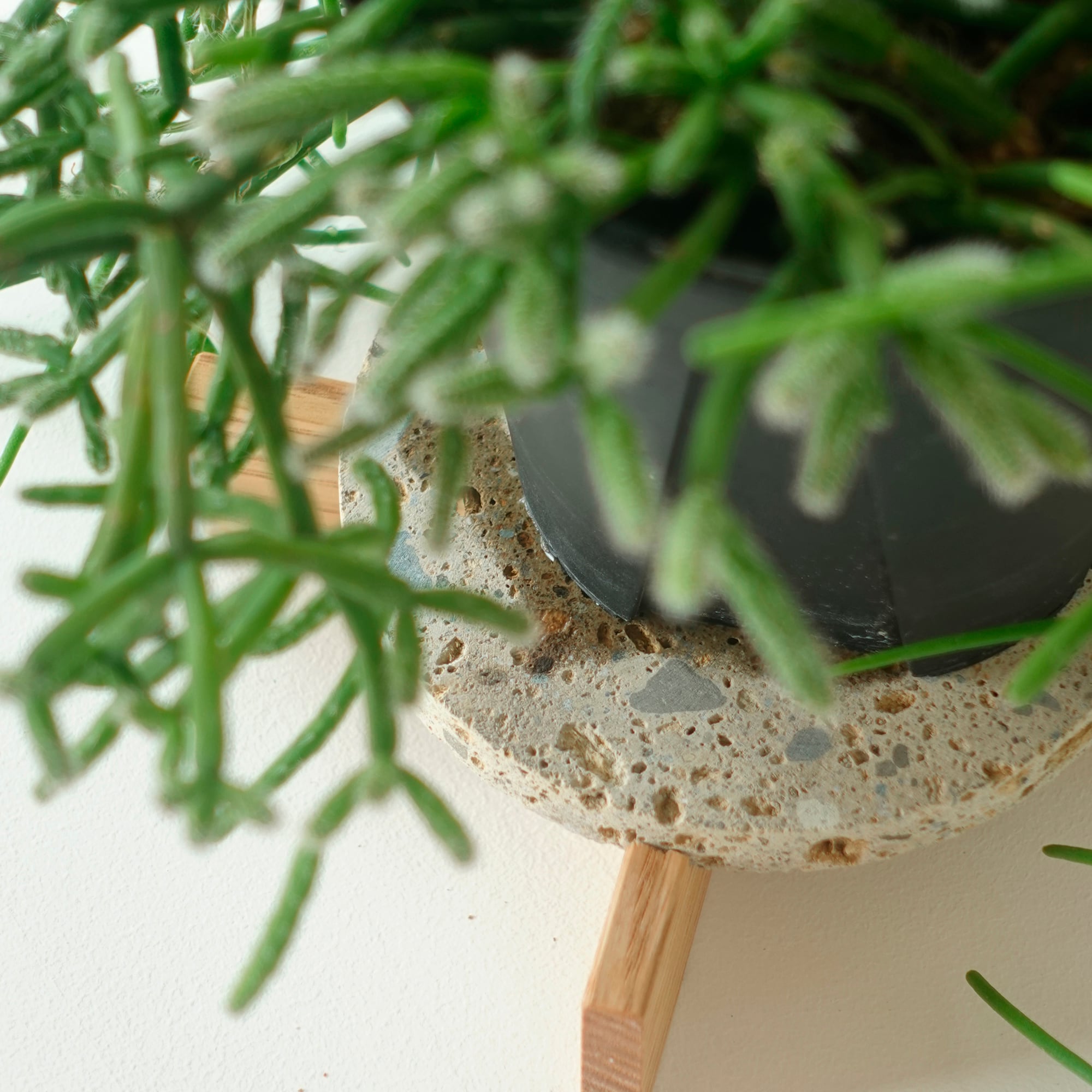Plants coaster｜プランツコースター｜ブラック | SENDAI FORME
