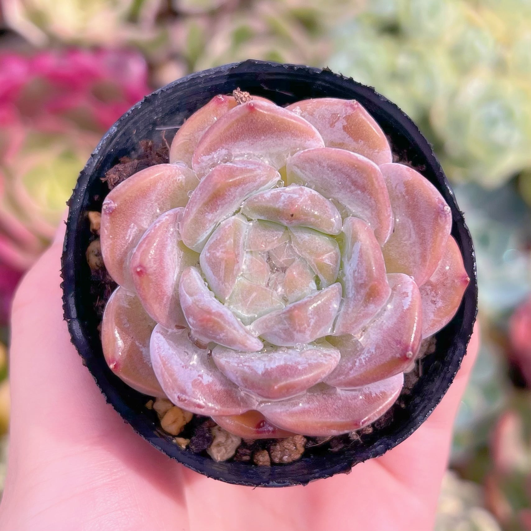 現品　桜飴#1112　るる農園