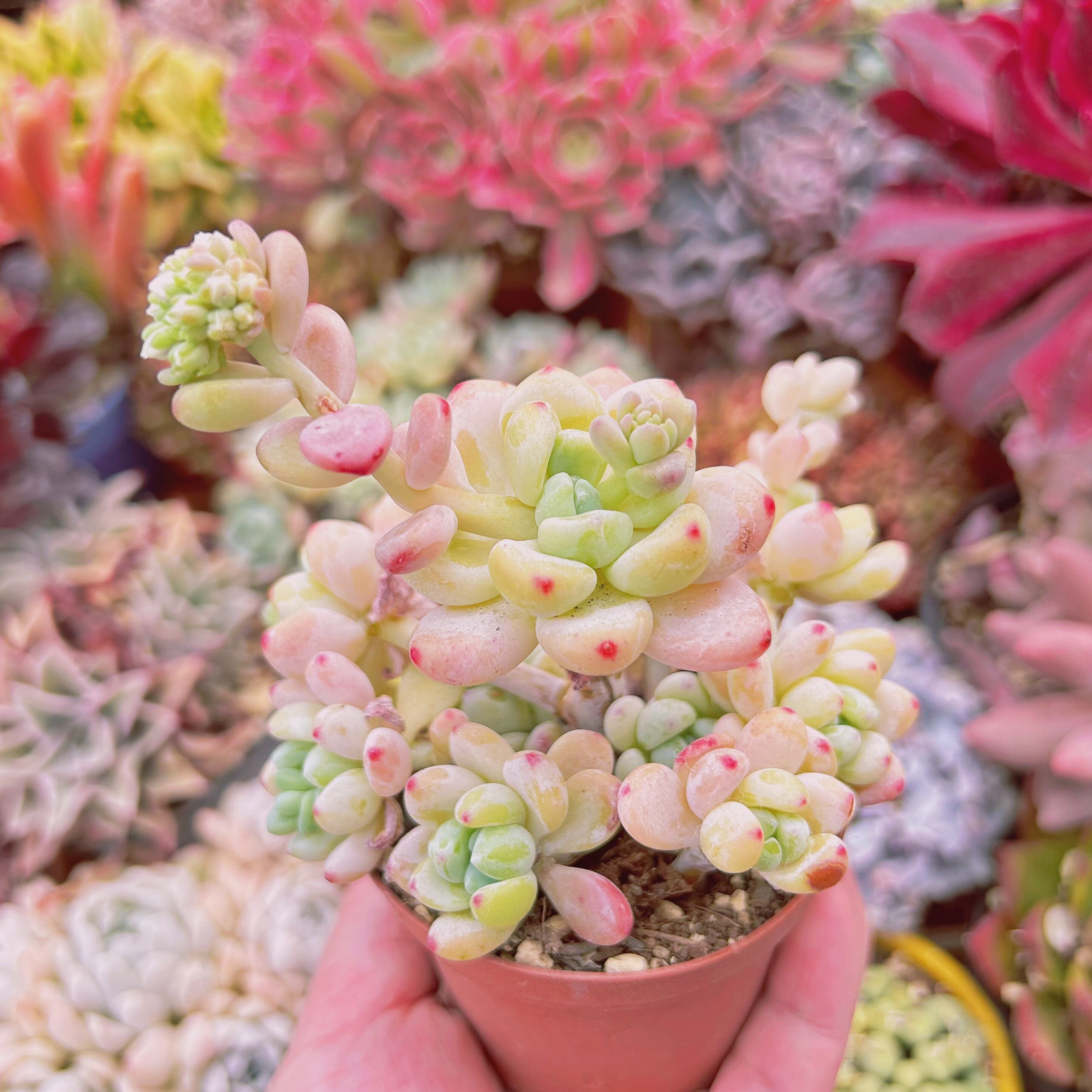 現物 多肉植物 ロッティ | るる農園~多肉植物専門
