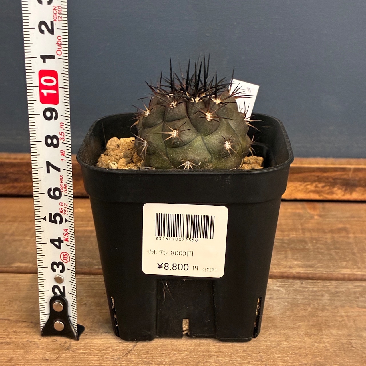 【新着3日限定10%OFF】【Copiapoa】サボテン コピアポア デュラ 銅羅丸 実生【244】