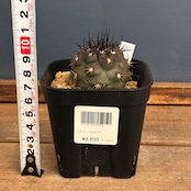 【新着3日限定10%OFF】【Copiapoa】サボテン コピアポア デュラ 銅羅丸 実生【244】