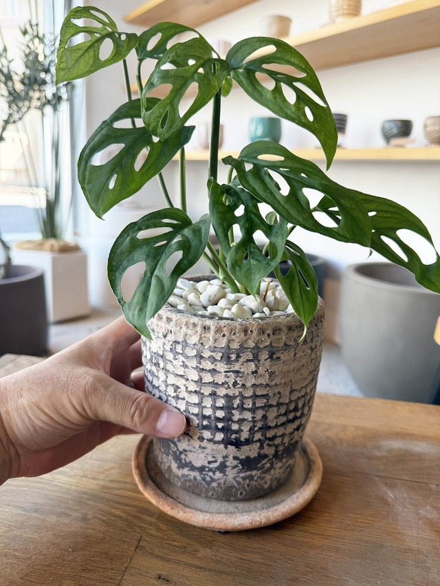 モンステラ・ラニアータ