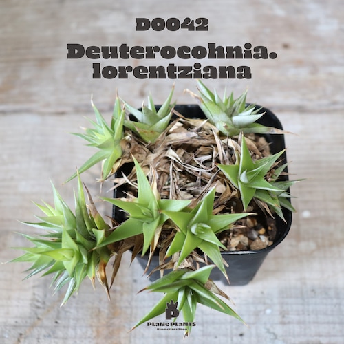 【送料無料】Deuterocohnia lorentziana〔デウテロコニア〕現品発送D0042