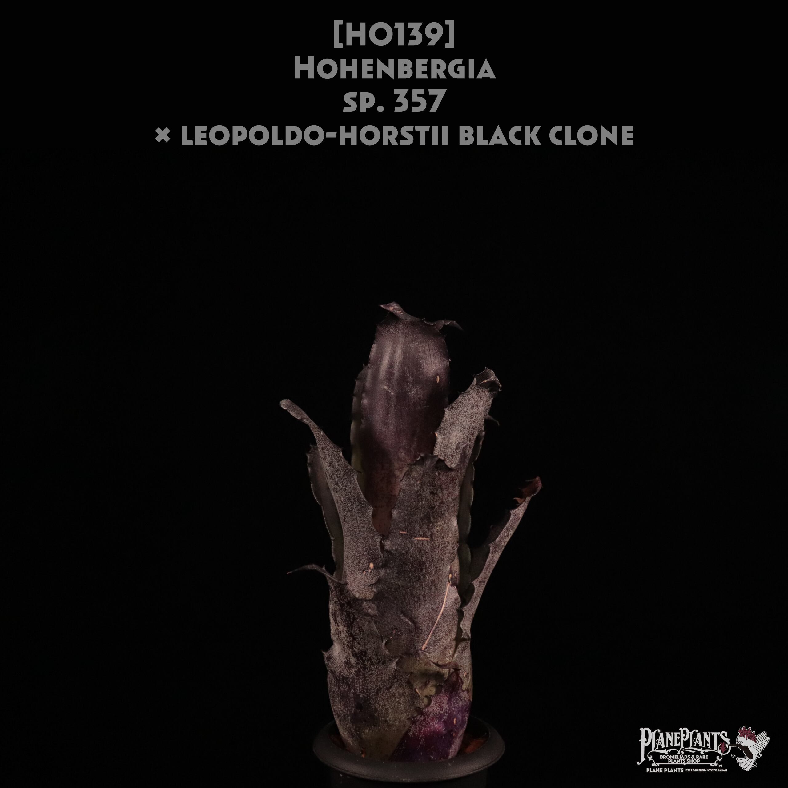 【送料無料】Hohenbergia sp. 357 × leopoldo-horstii black clone〔ホヘンベルギア〕現品発送H0139