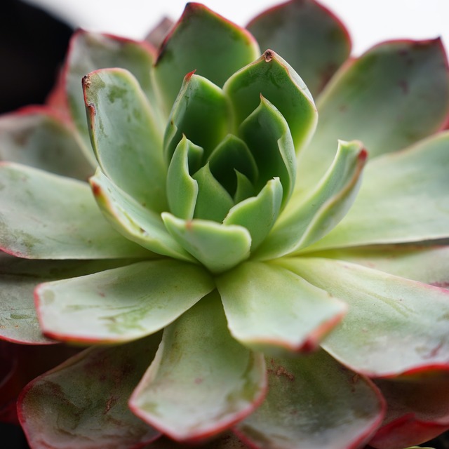 カット苗 ヘラ 大株 Echeveria 'Hera'