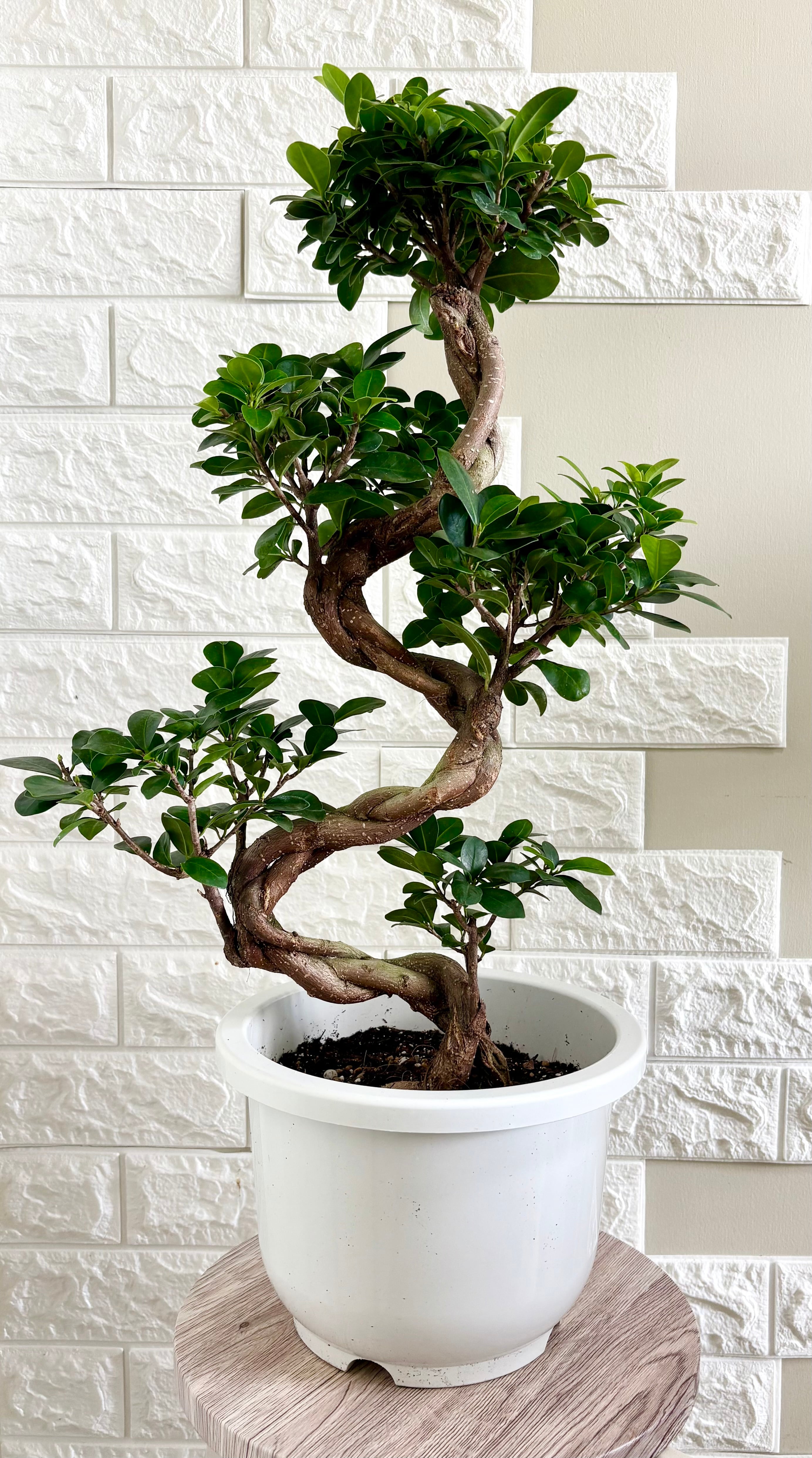 カシワバゴム⭐️曲がり⭐️大型⭐️観葉植物 | 観葉植物のお店 feerie