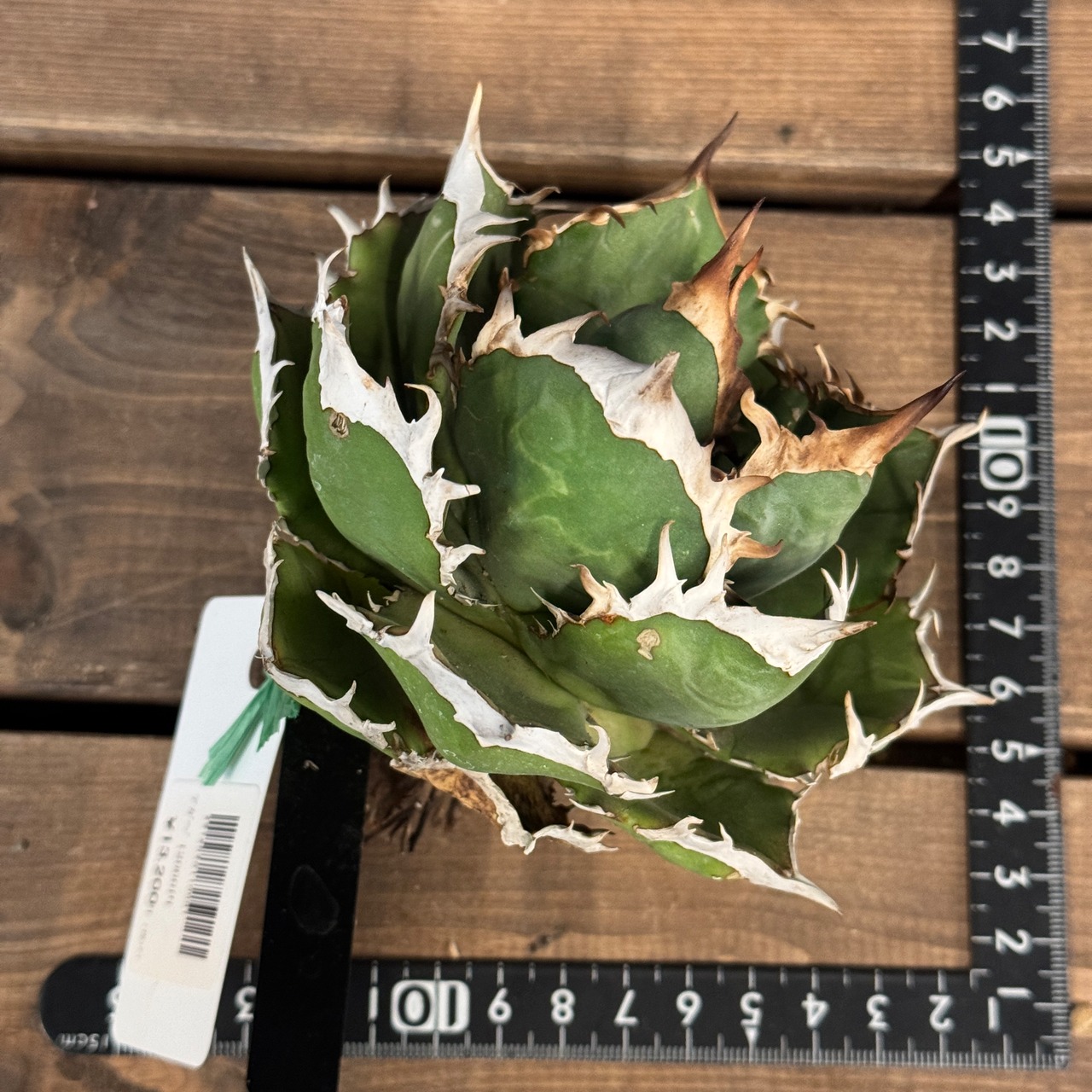 アガベ　チタノタ　シャーク【754】