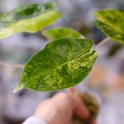 Alocasia Pink Dragon / アロカシア ピンクドラゴン④│観葉植物