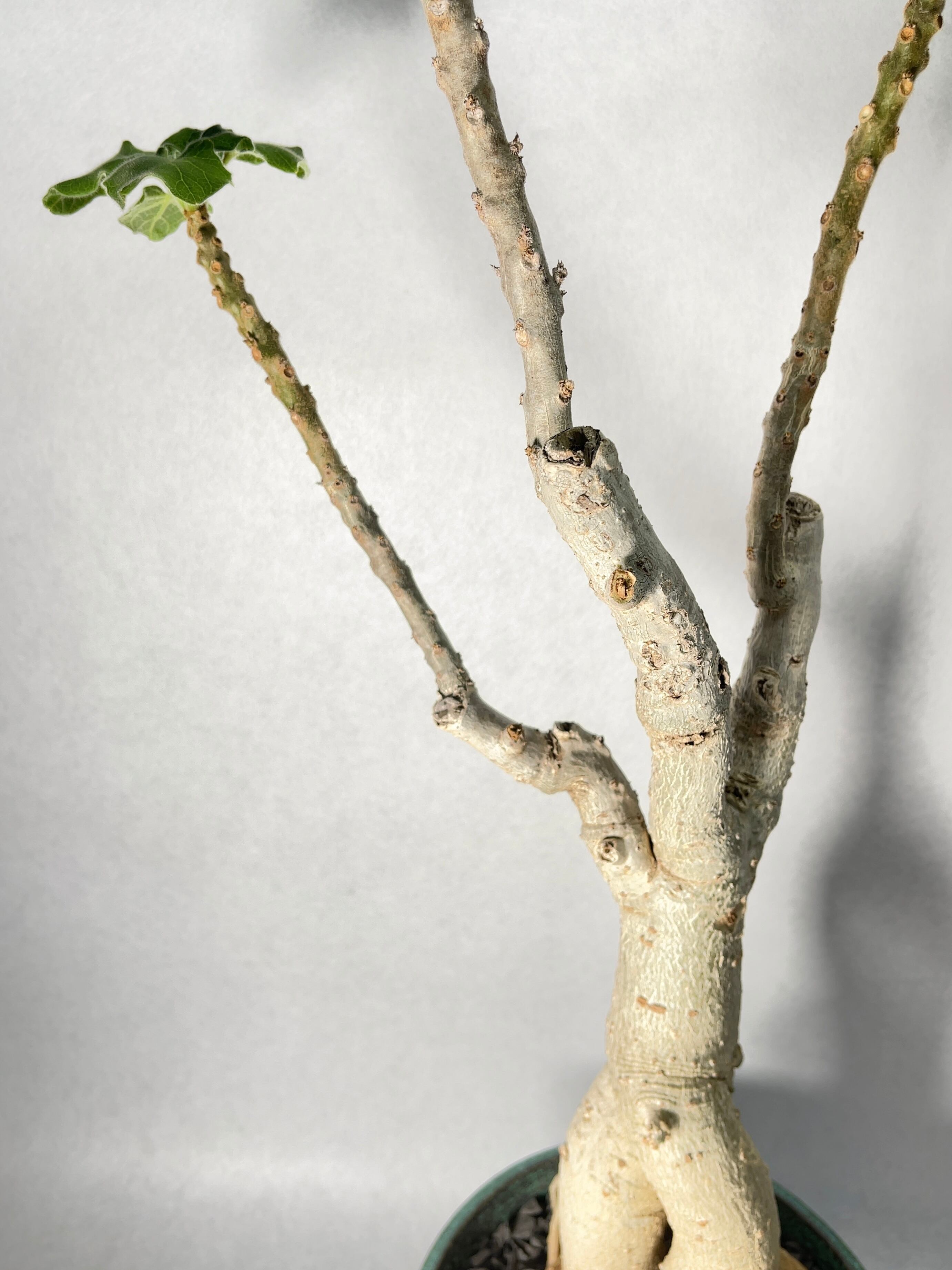 ウンカリナ・グランディディエリ | trigger