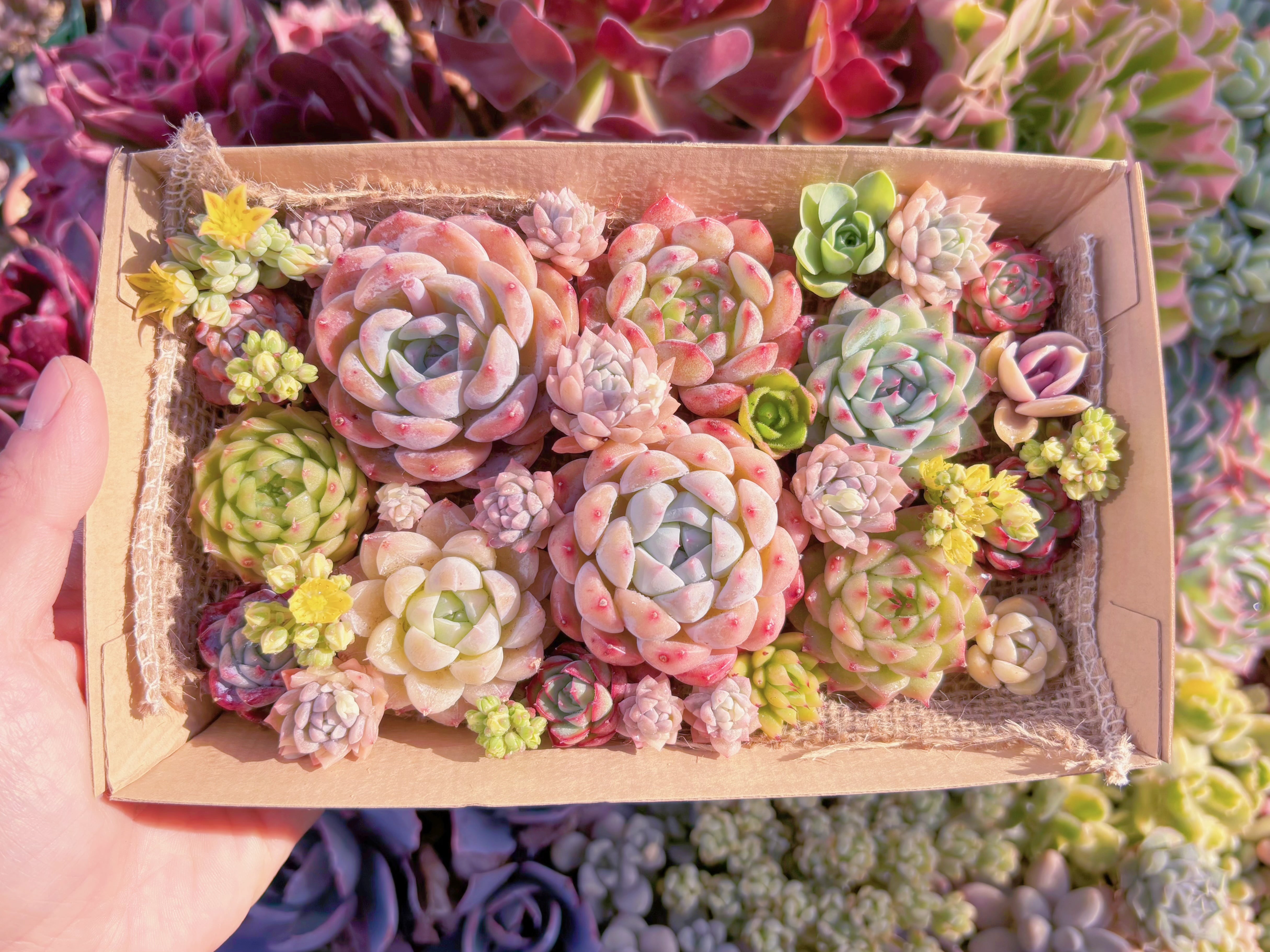 現品　寄せ植えセット#2016　12cmx20cm　るる農園