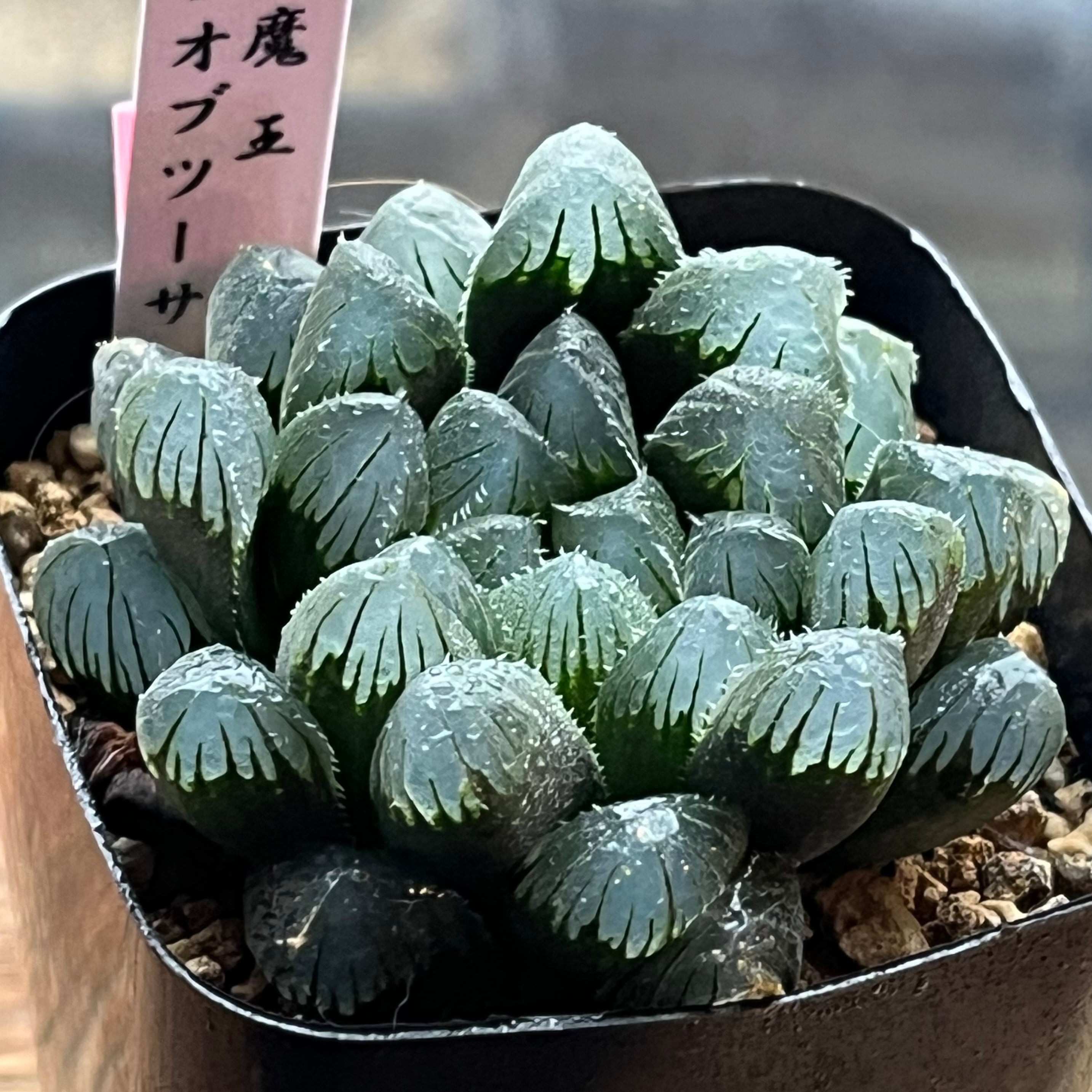 ハオルチア ピグマエアミュータント実生 特異株 | mocono_plants