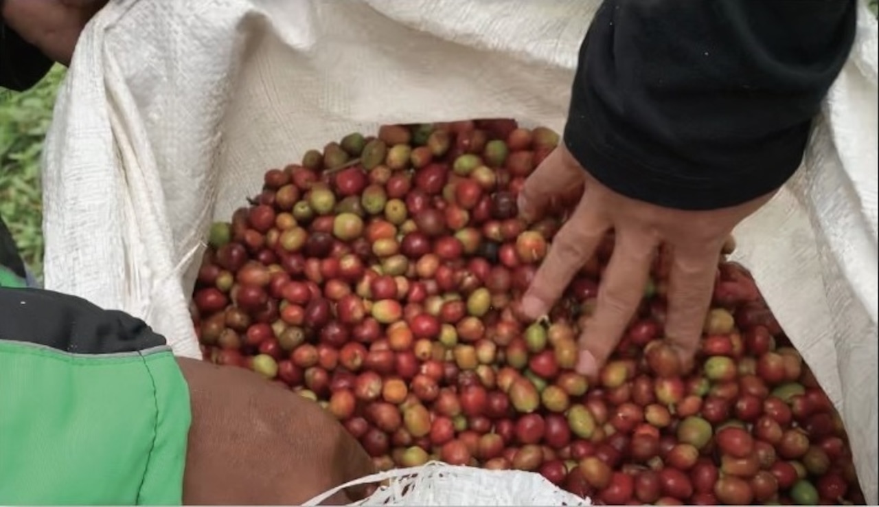 コーヒー　コーヒー豆　自家焙煎　アウリア･ガヨN 200g　浅煎り