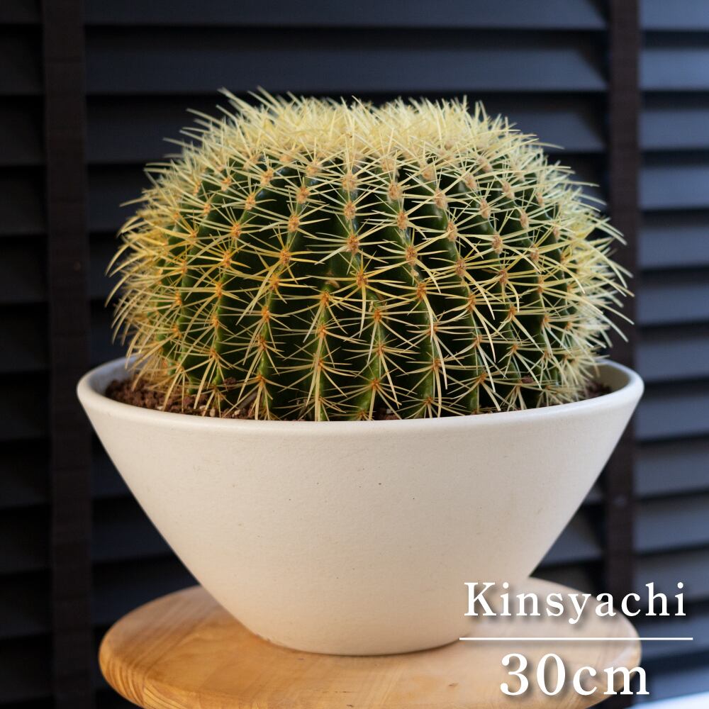 金鯱 サボテン　約30cm 発根済】30cm 金鯱 サボテン 特大 10号 多肉植物 ドライガーデン