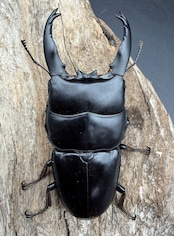 【WD】長歯《アルキデスヒラタ ベンクール産 83mm ペア》