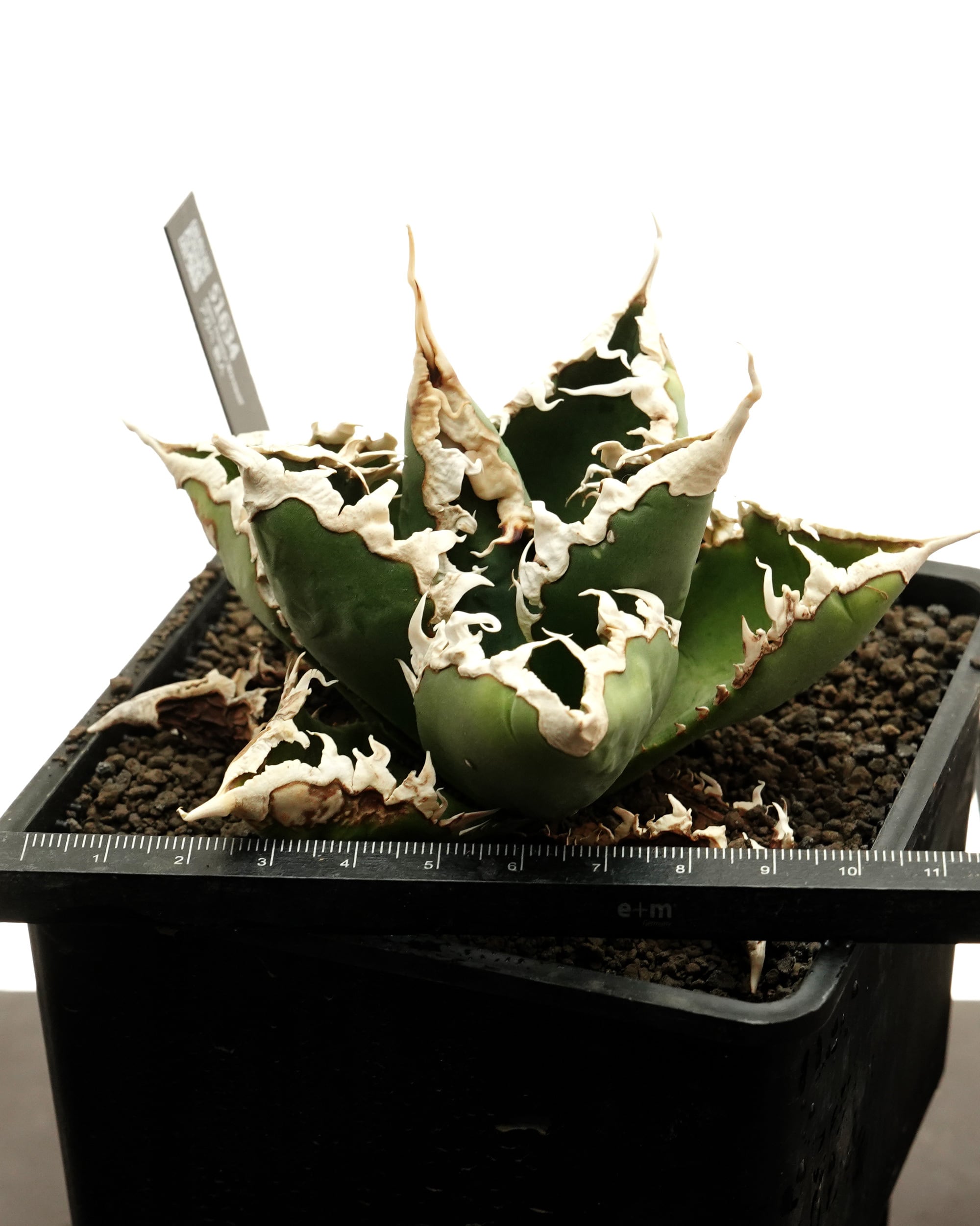 抜き苗 アガベ 狼人 Agave titanota 'Werewolf' | PUKUBOOK SUCCULENTS