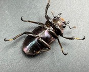 【美麗】《メタリフェルホソアカ亜種finae 72mm ペア》わたくわ氏ブリード個体