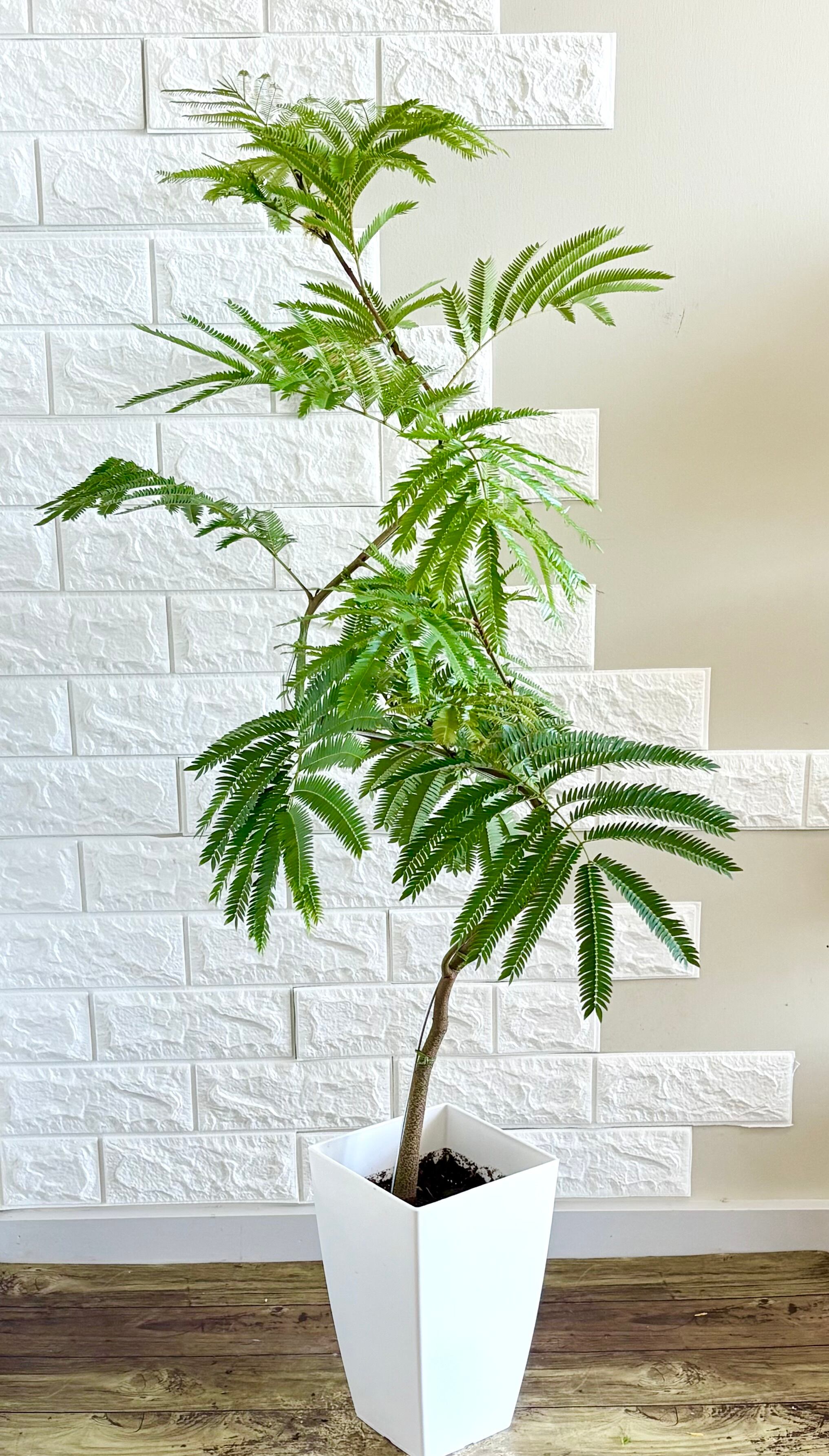 エバーフレッシュ⭐️曲がり エバーフレッシュ⭐️曲がり | 観葉植物のお店 feerie（フェリエ）