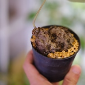 Stephania kaweesakii / ステファニア カウィーサキー㊱/ 観葉植物