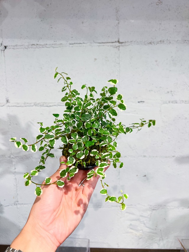 【父の日】ピレア 苔玉