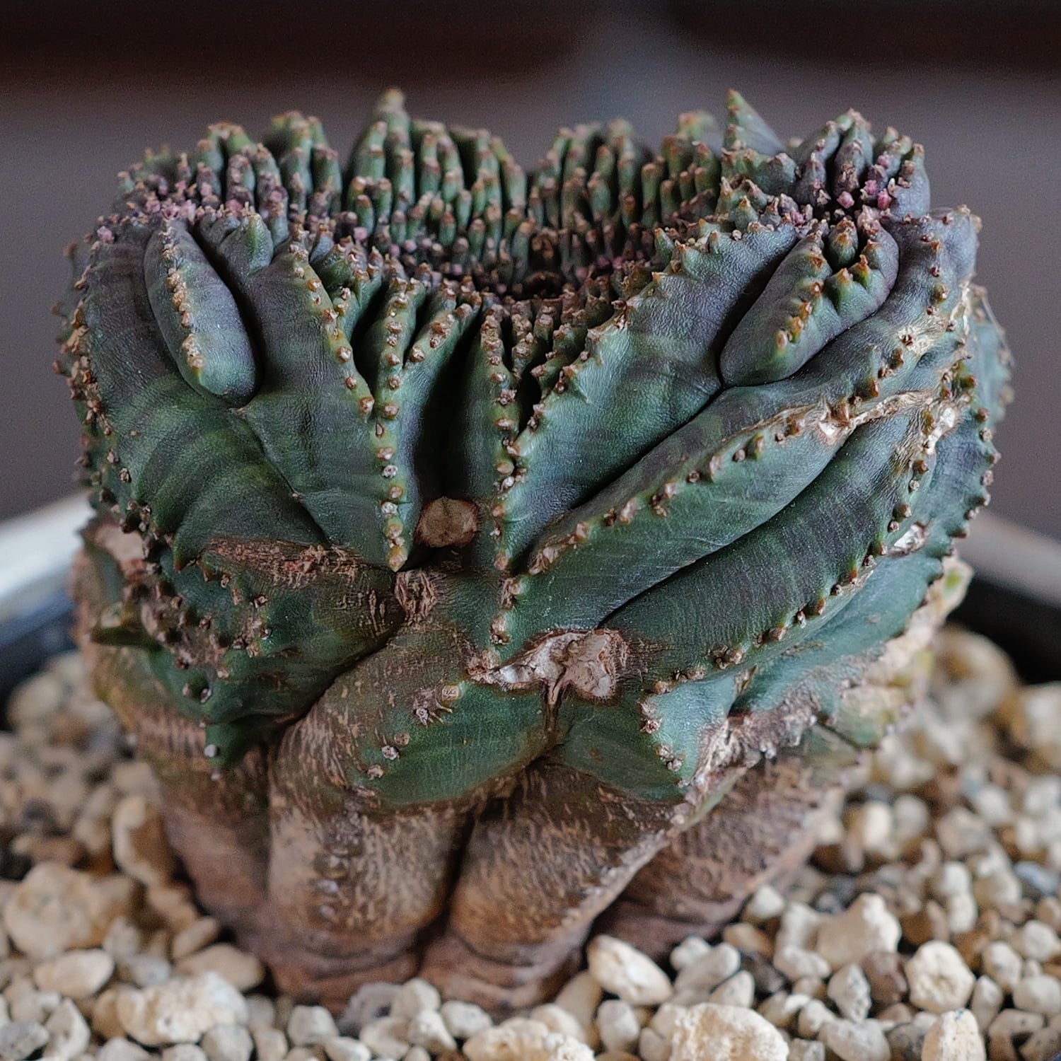 厳選 オベサ | LIGHTHOUSE.PLANTS - 海外実生株のオベサなど輸入植物を