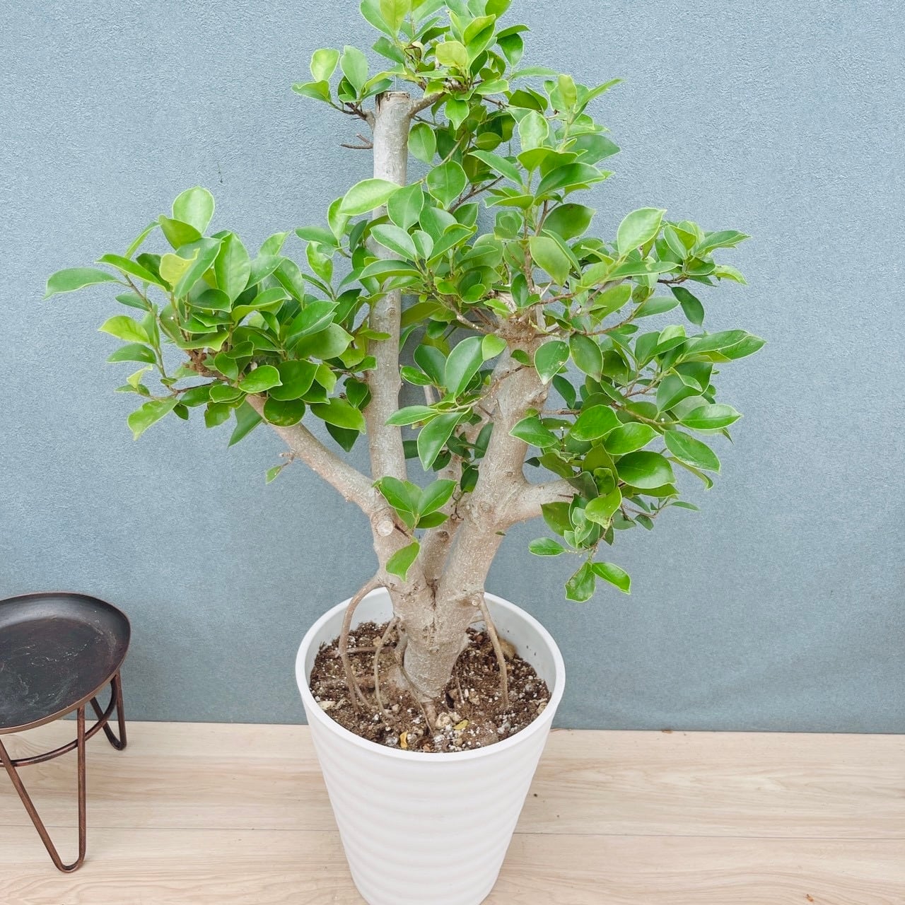 ［現品］【希少】21番　オリーブアスコラーナ　8号　レア　オリーブの木 現品］【希少】E オリーブ アスコラーナ 8号 観葉植物 レア ベランダ