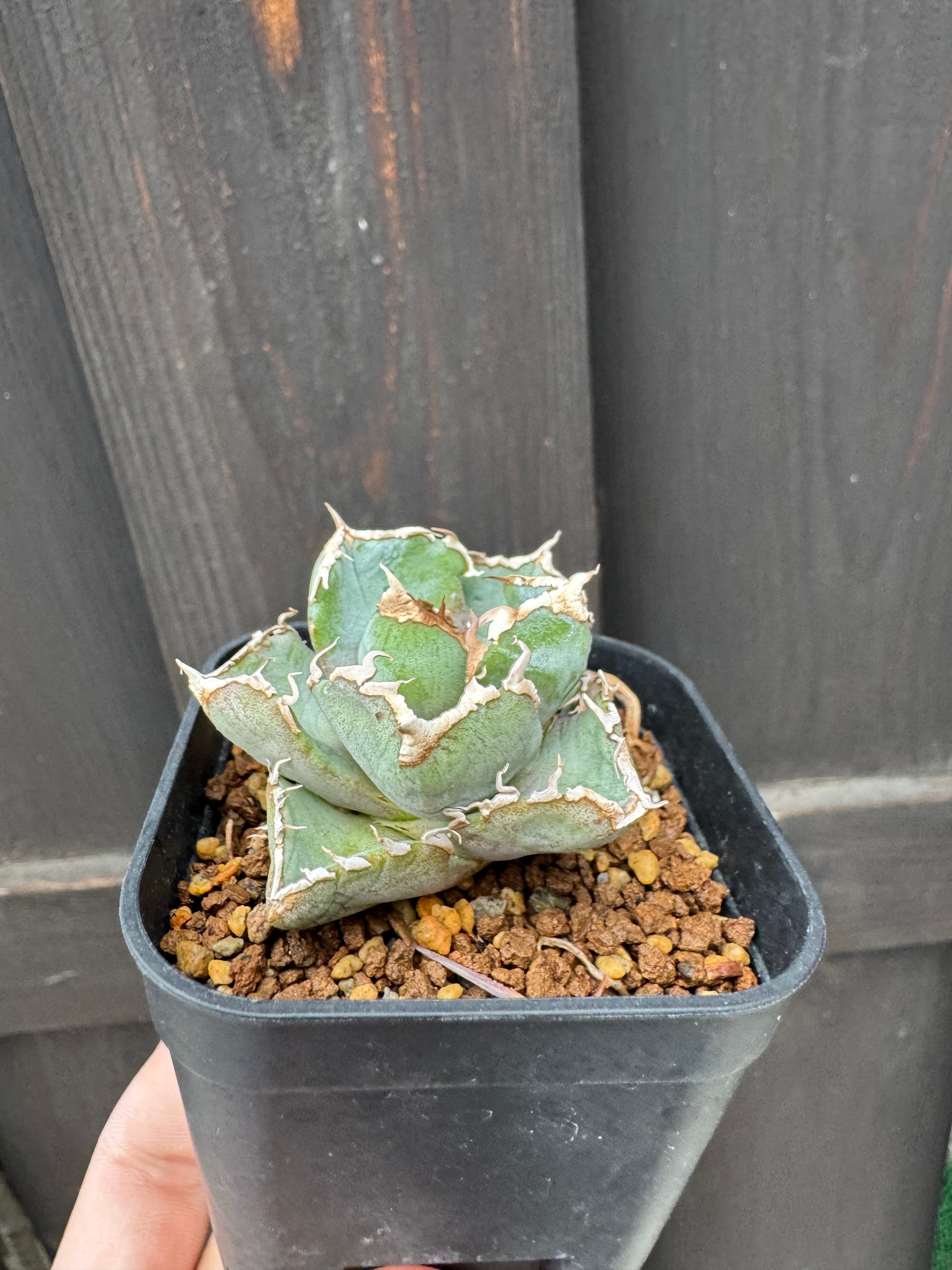 新着】Agave titanota 清桜【極上のOC苗】アガベ チタノタ '清櫻' from