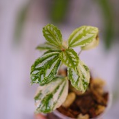 Pilea cadierei variegated②│ピレア カディエレイ 斑入│観葉植物