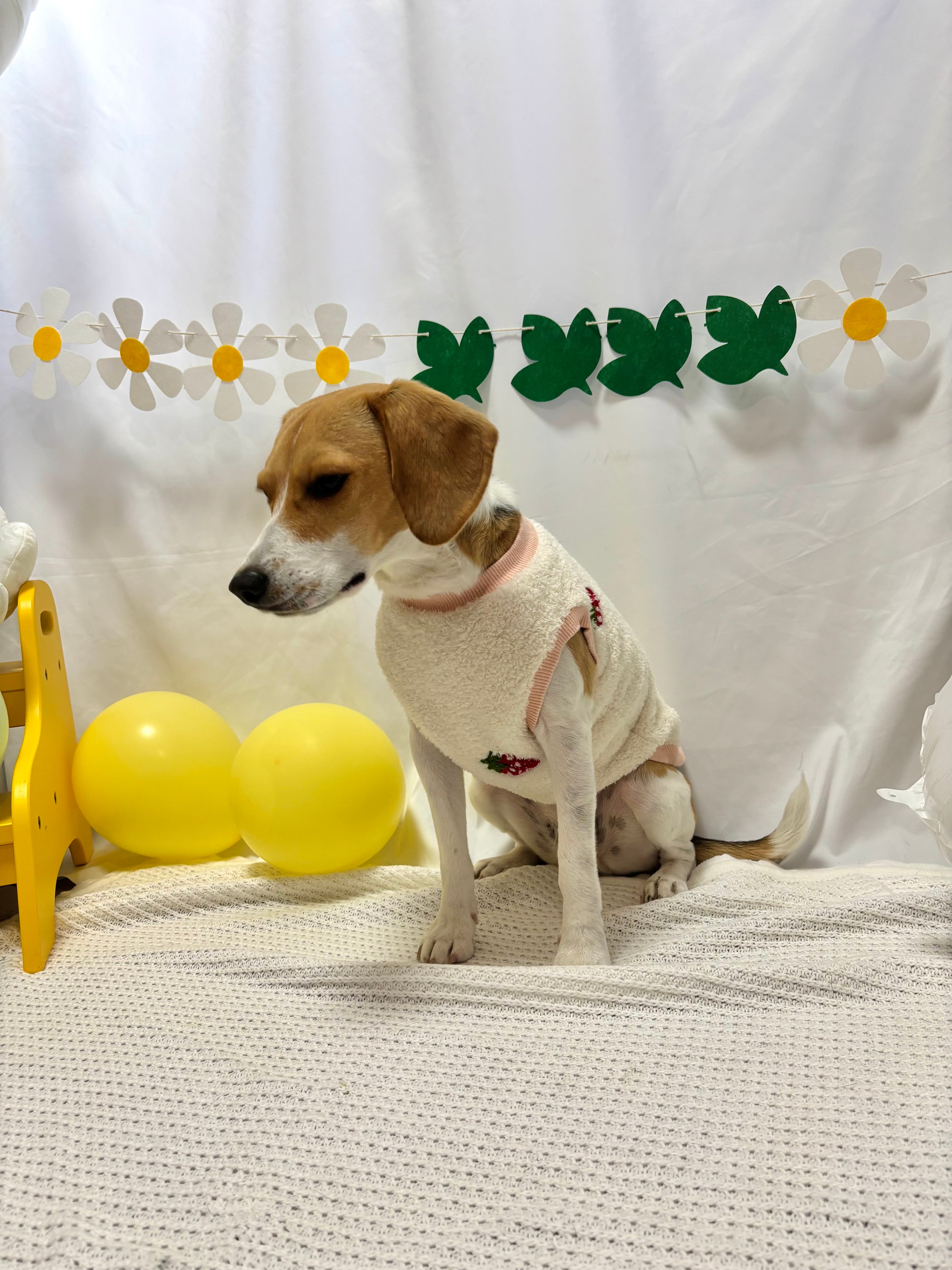 ストロベリーボアトップス